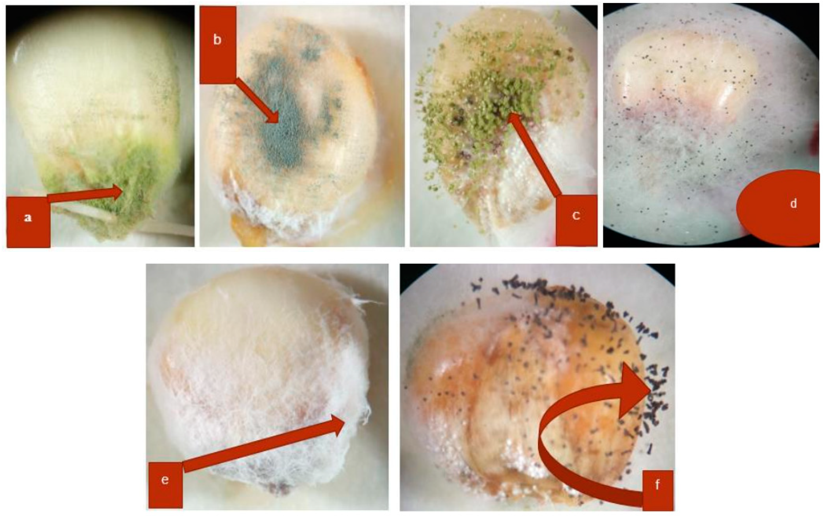 Seeds 02 00003 g004 Seeds 02 00003 g004