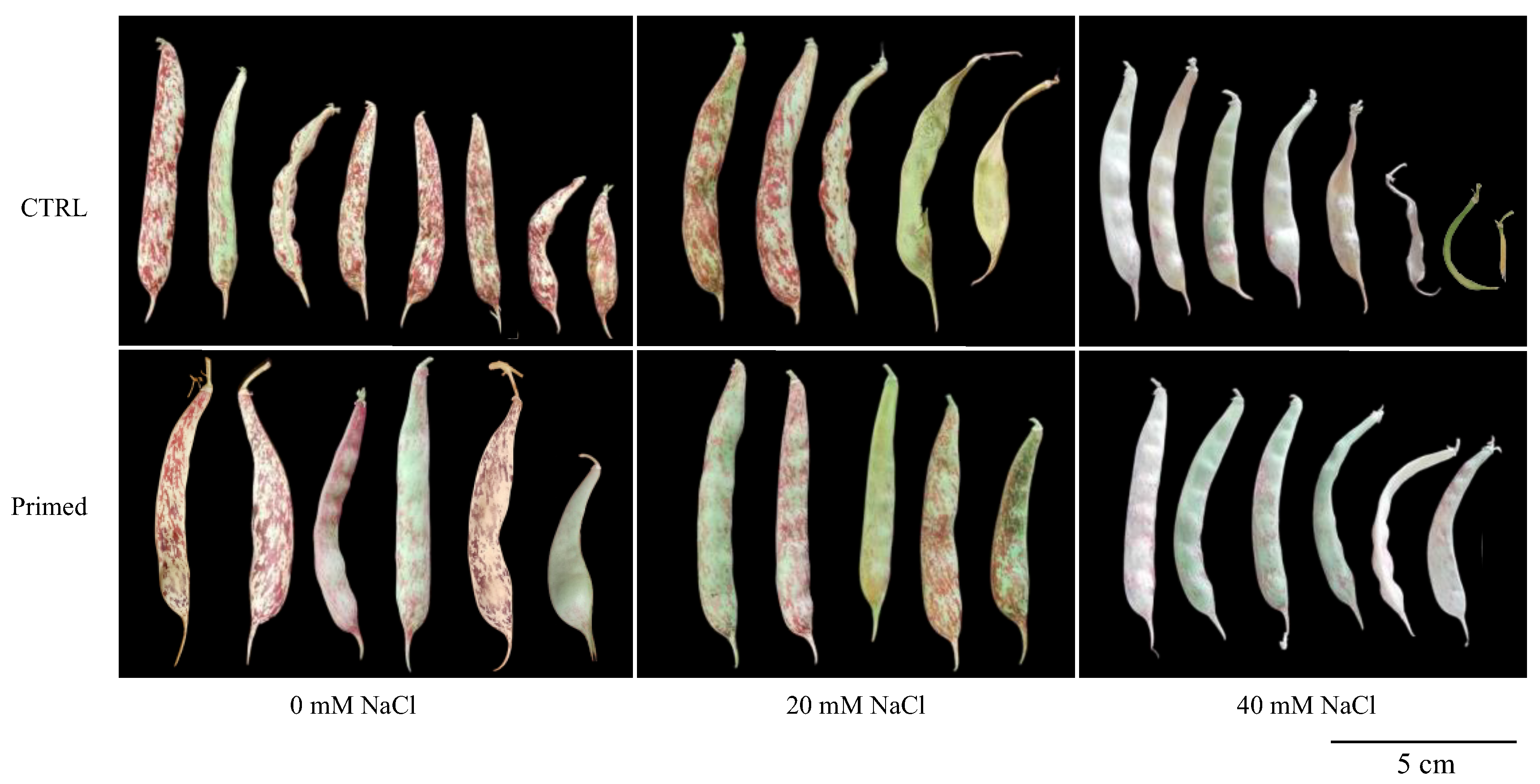 Seeds 03 00018 g009 Seeds 03 00018 g009