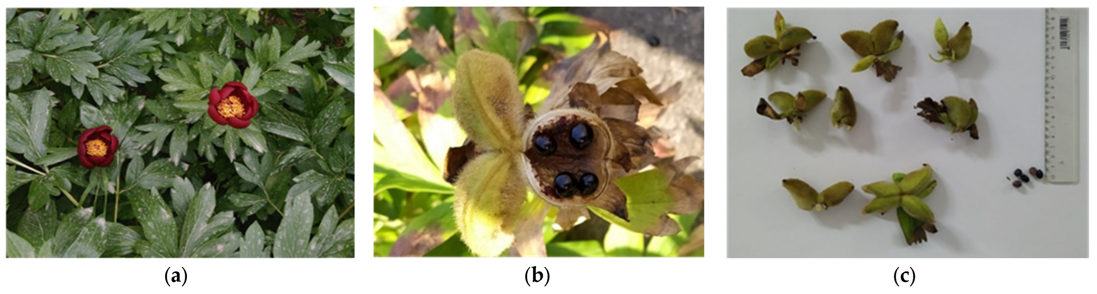 Seeds 04 00007 g001a Seeds 04 00007 g001a