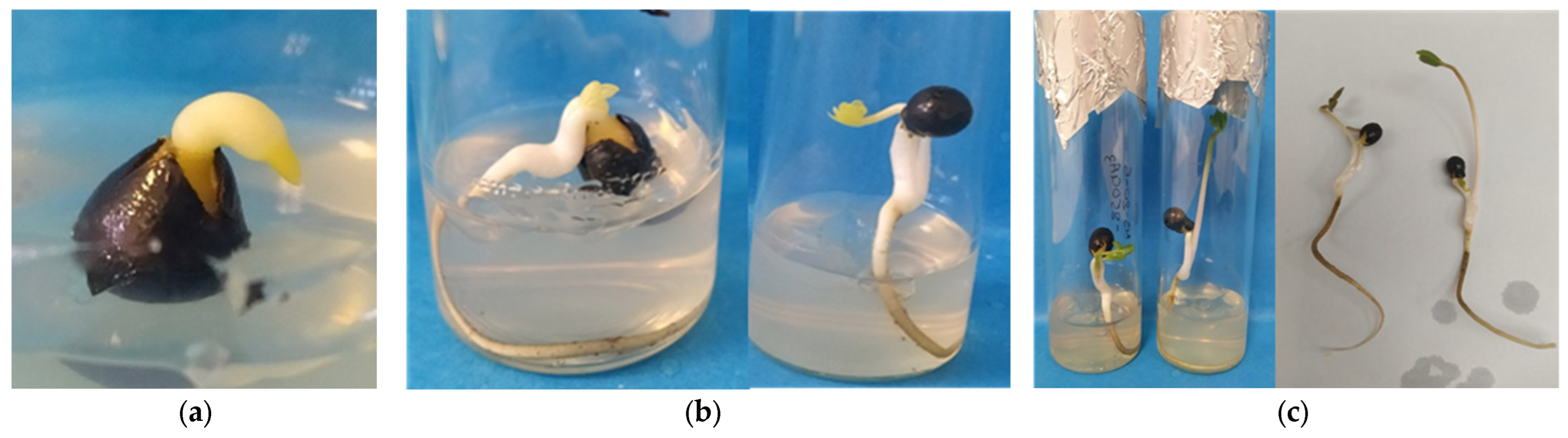 Seeds 04 00007 g0a1 Seeds 04 00007 g0a1