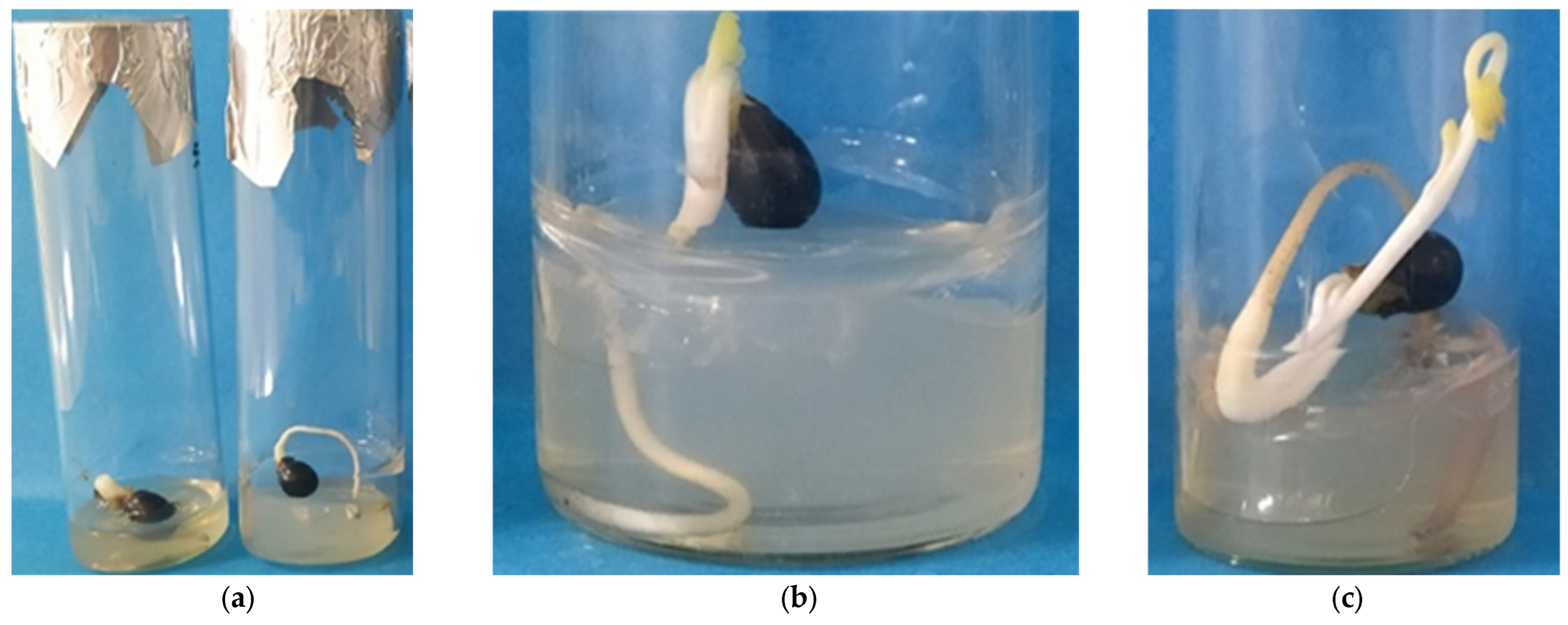 Seeds 04 00007 g0a2 Seeds 04 00007 g0a2