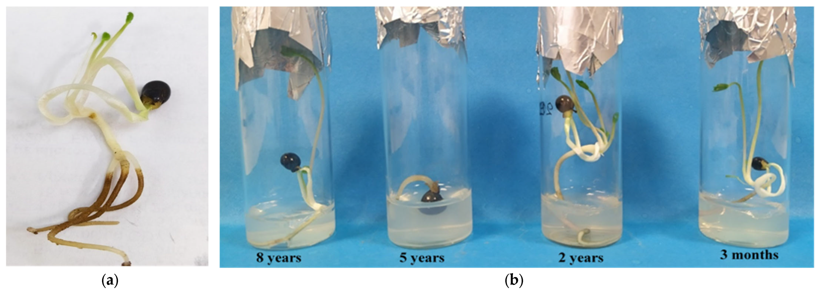 Seeds 04 00007 g0a3 Seeds 04 00007 g0a3