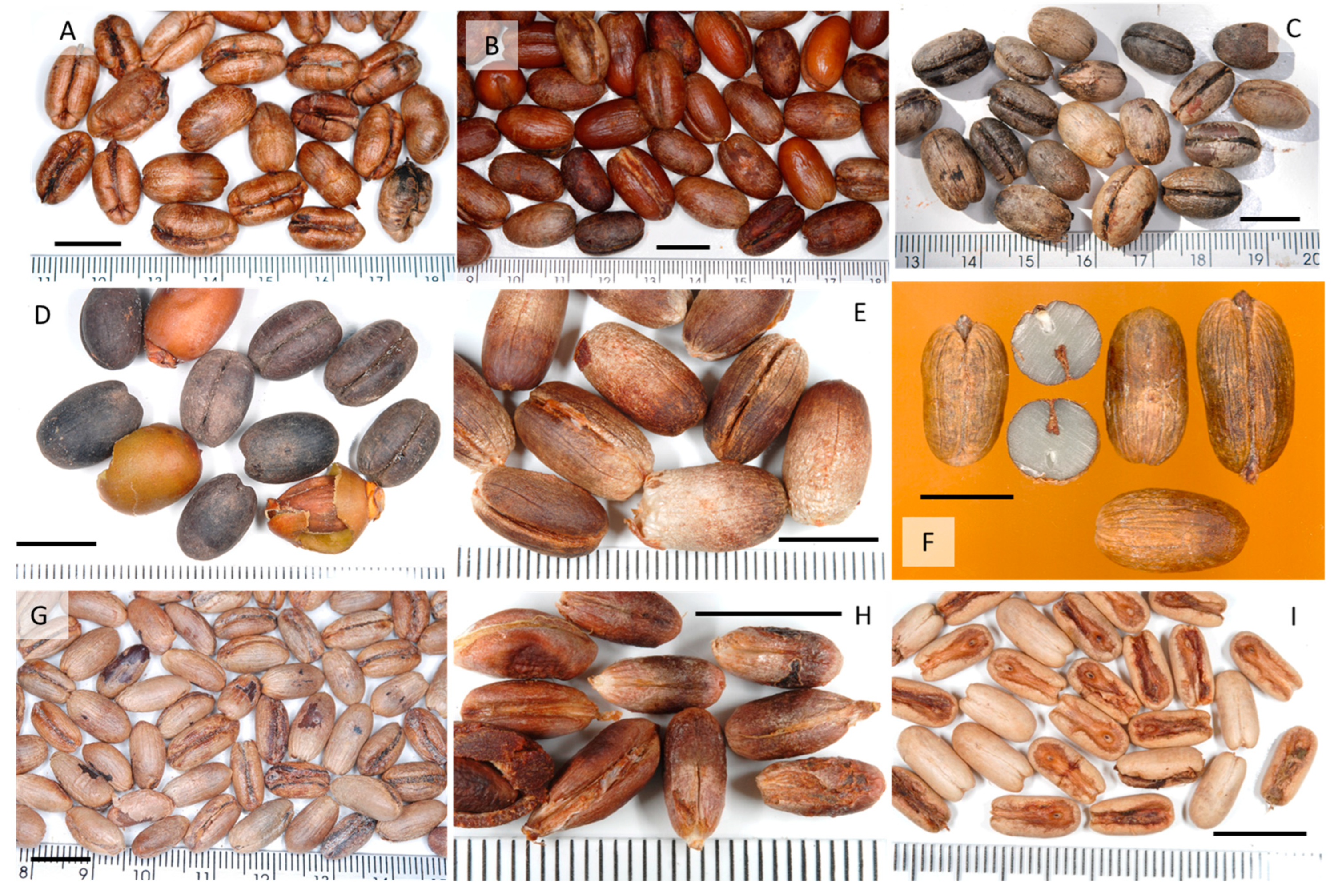 Seeds 04 00019 g006
