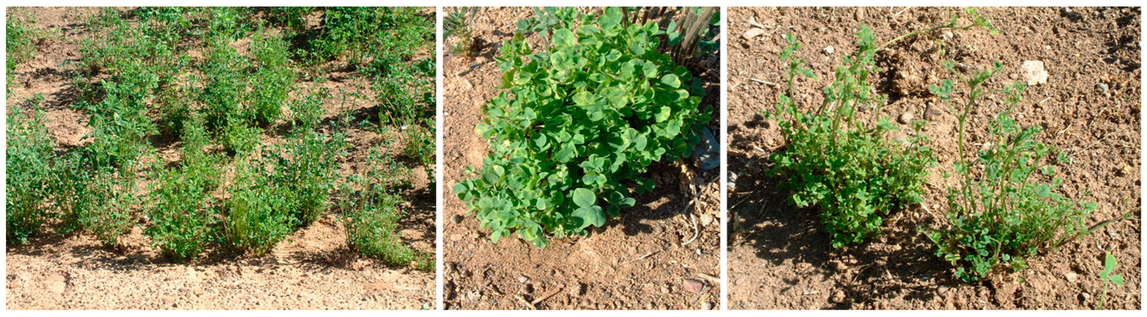 Seeds 04 00039 g001 Seeds 04 00039 g001