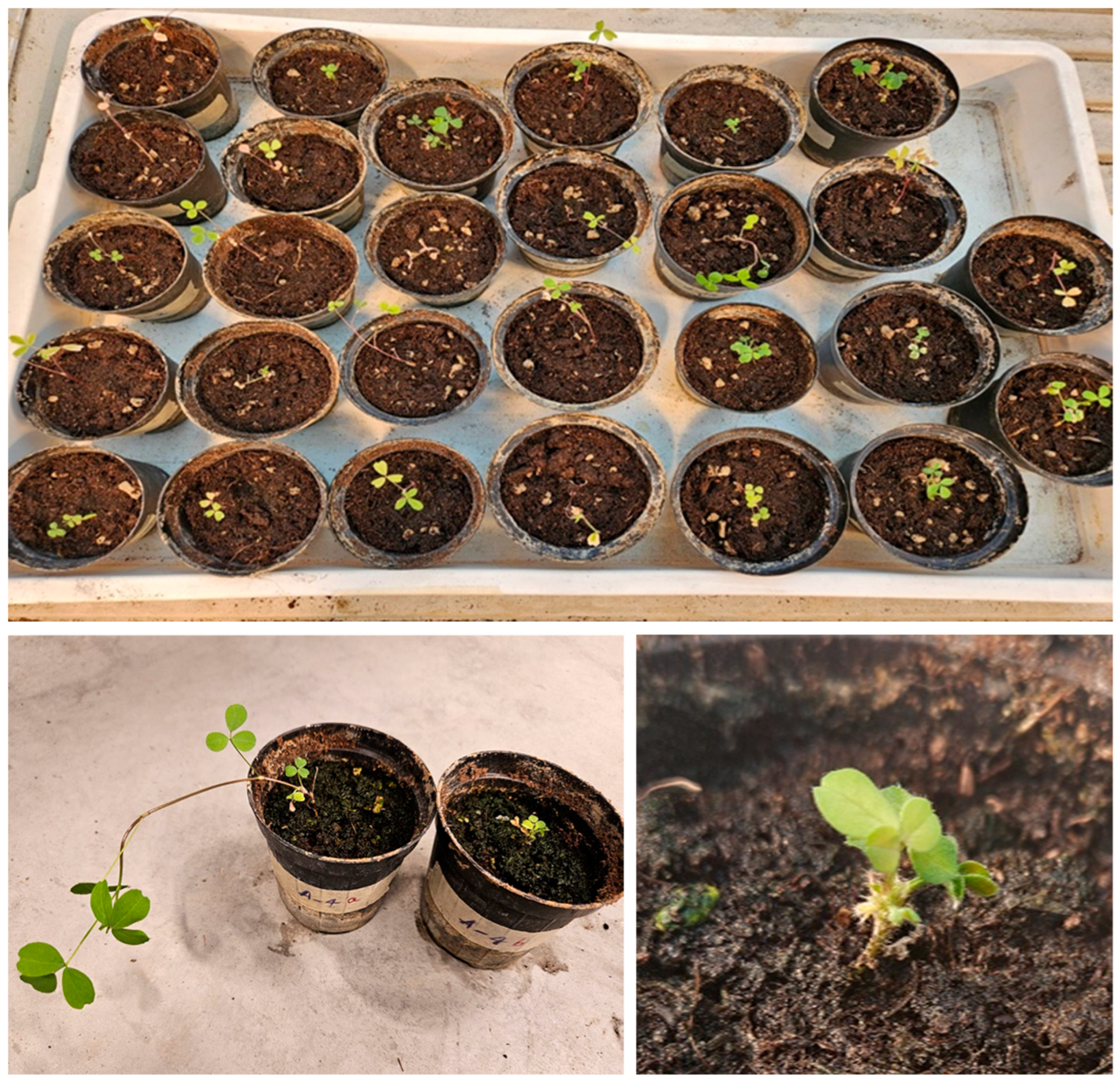 Seeds 04 00039 g004 Seeds 04 00039 g004