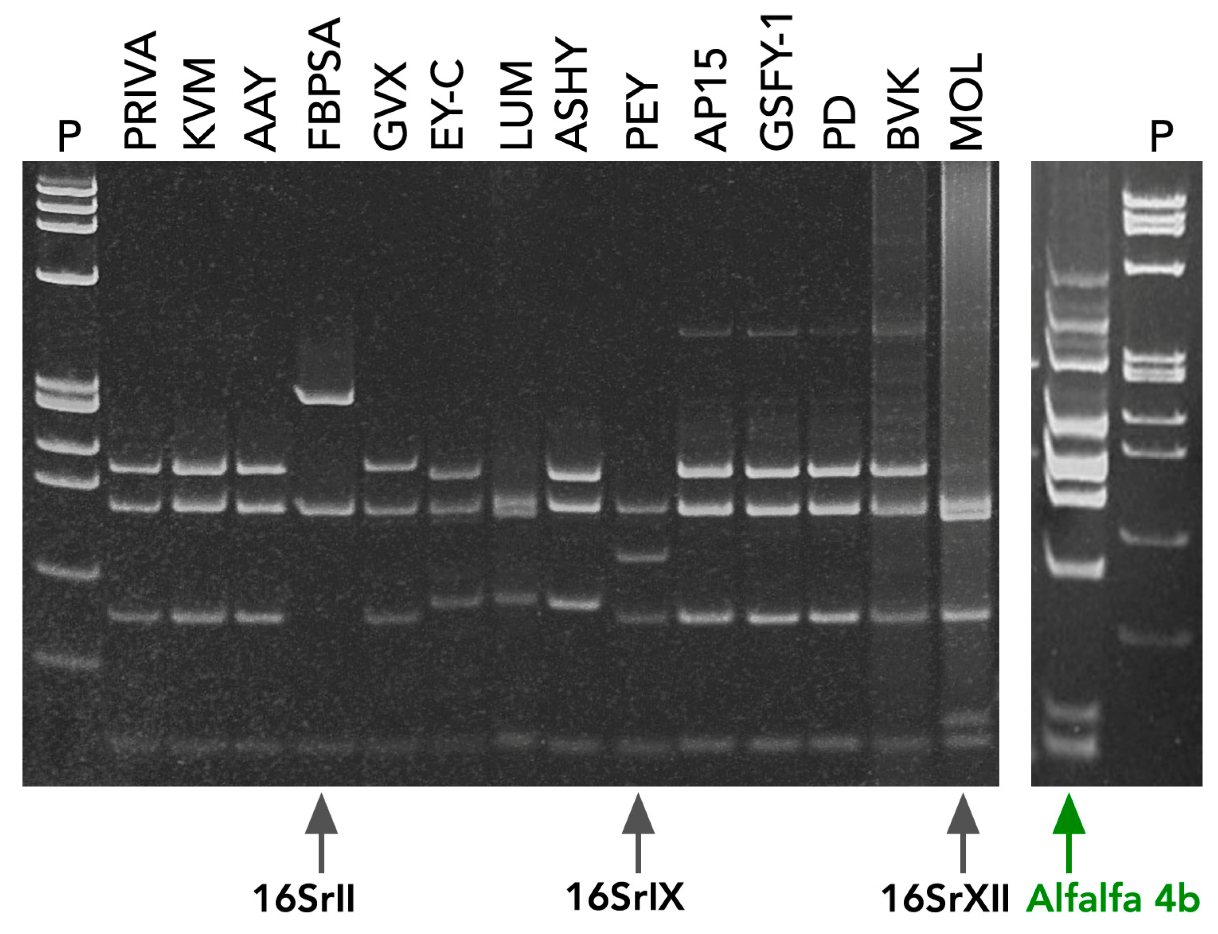 Seeds 04 00039 g007 Seeds 04 00039 g007