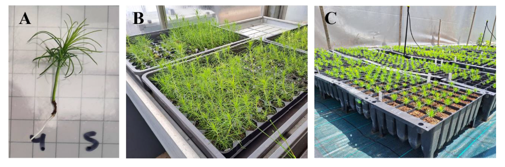 Seeds 04 00041 g006 Seeds 04 00041 g006