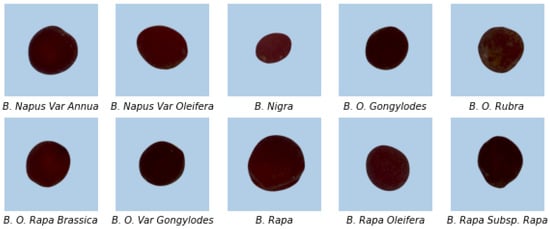 Representative samples from the ten-class Brassica seed dataset collected in this study, including B. napus var. annua, B. napus var. oleifera, B. nigra, B. oleracea var. gongylodes, B. oleracea var. rubra, B. rapa brassica, B. oleracea var. gongylodes, B. rapa, B. rapa oleifera, and B. rapa subsp. rapa.