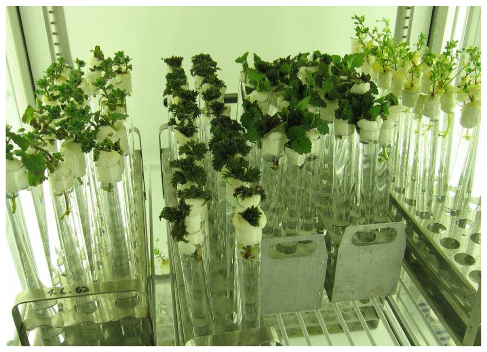 Sensors 08 06125f1 1024