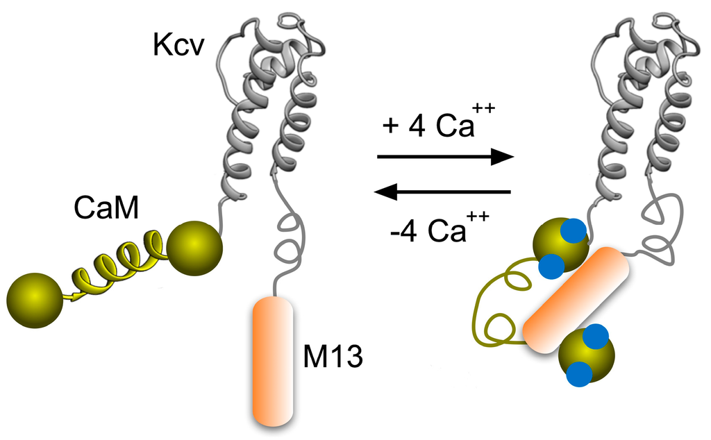 Sensors 15 04913 g001 1024