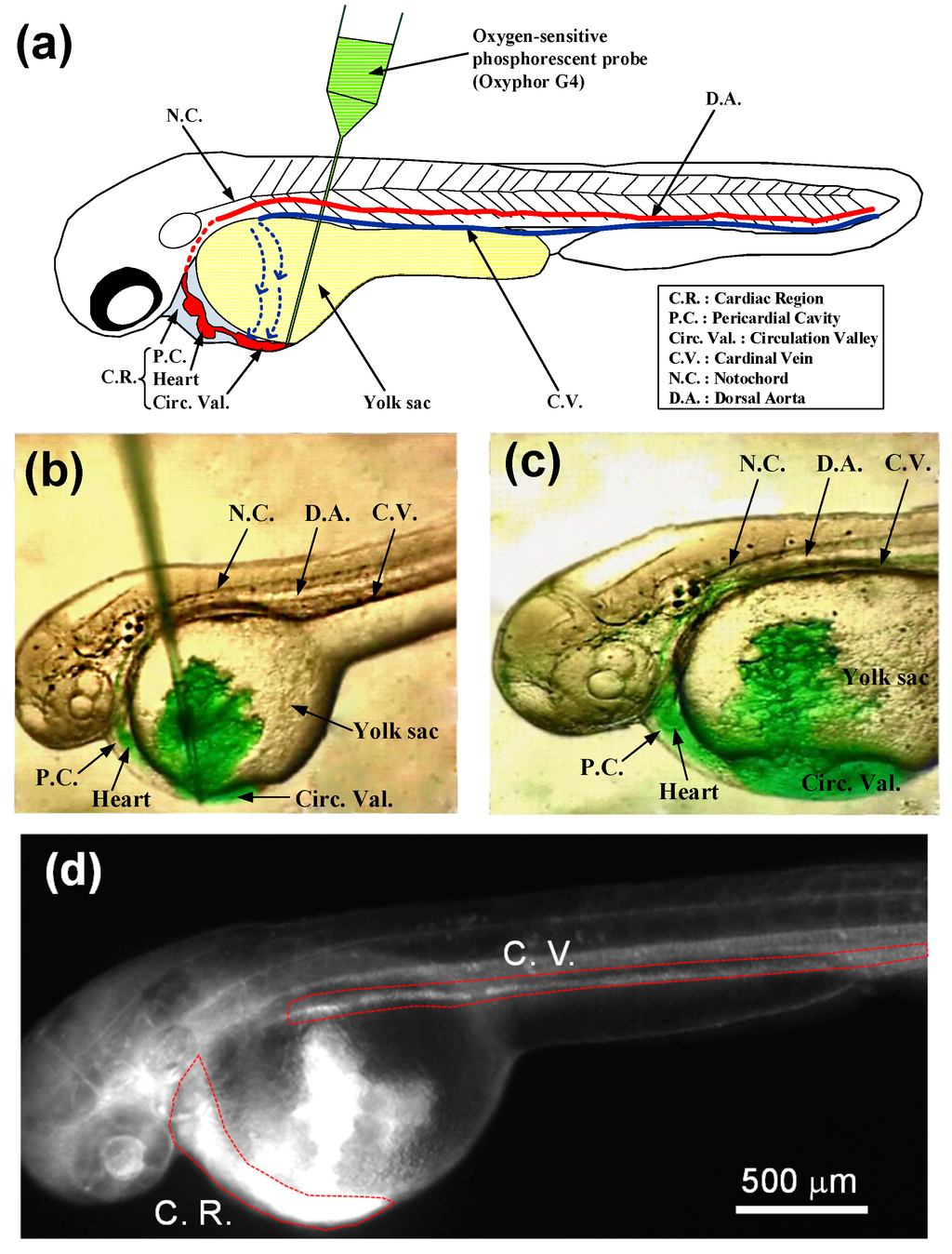 Sensors 15 08146 g003 1024