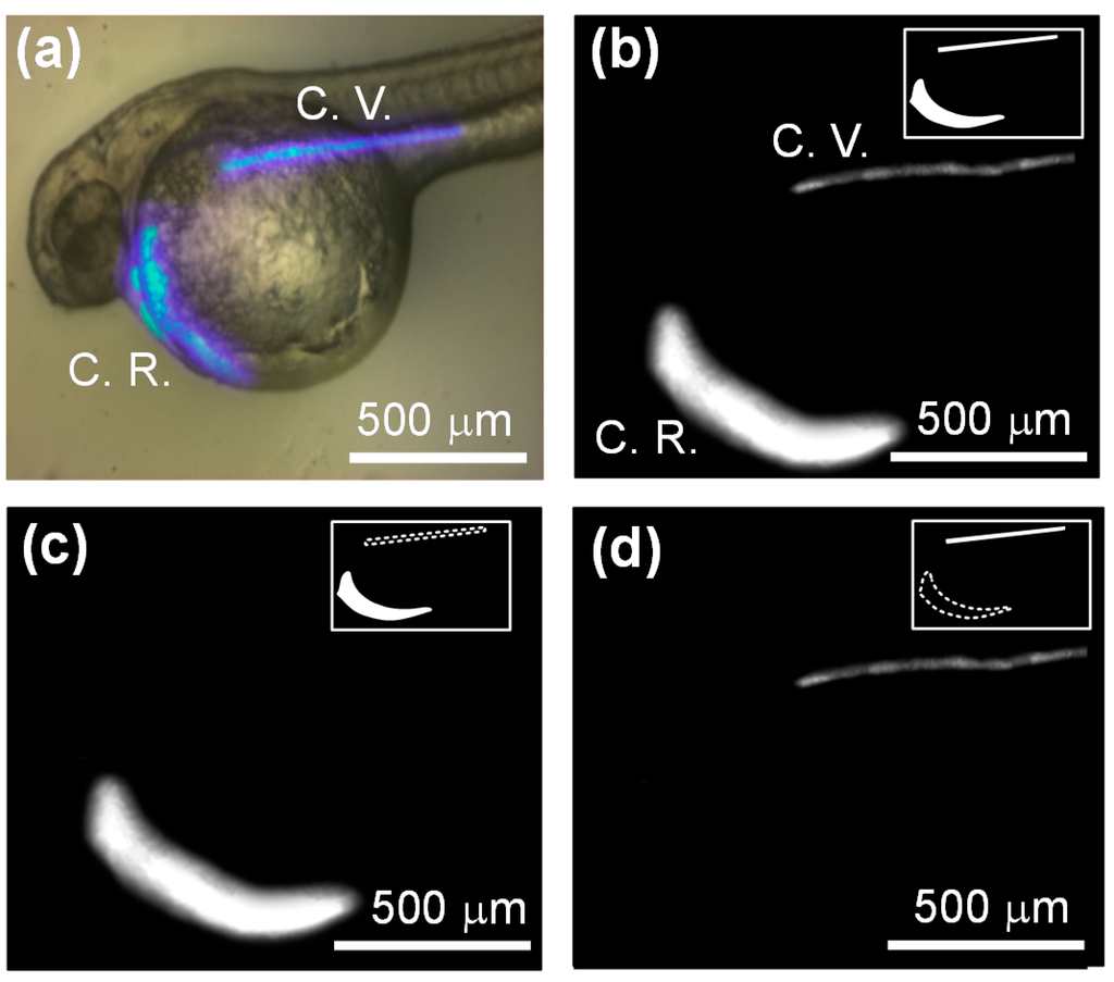 Sensors 15 08146 g007 1024