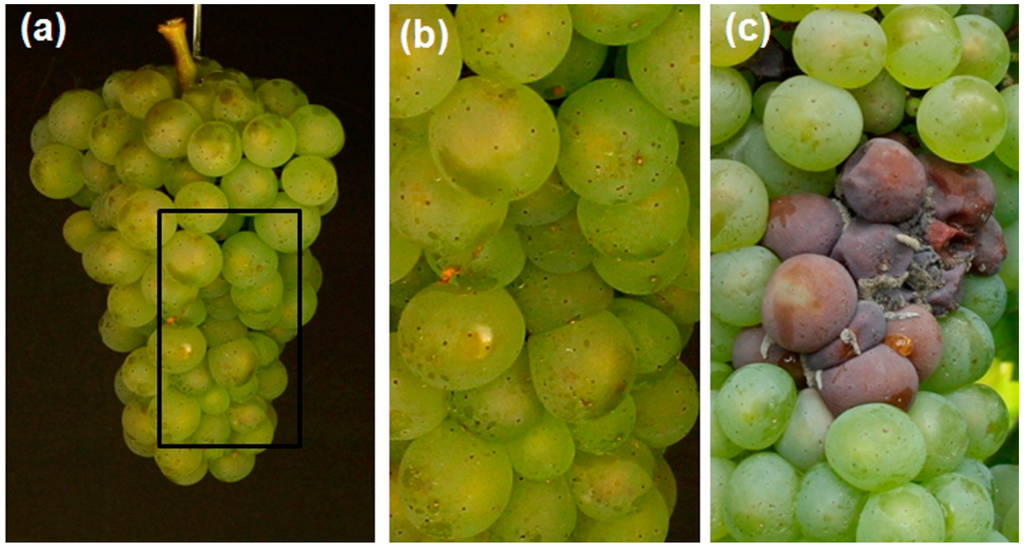 Sensors 15 12498 g001 1024