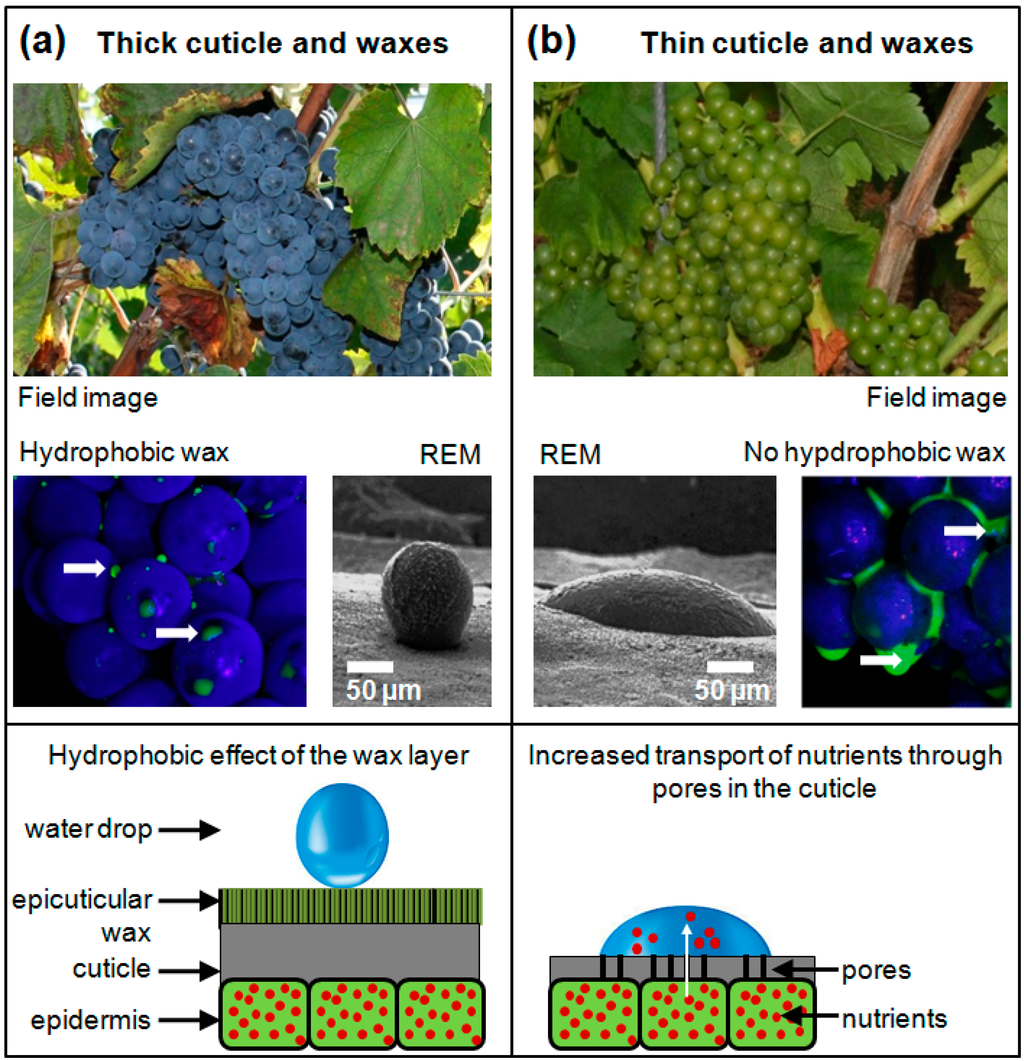 Sensors 15 12498 g002 1024