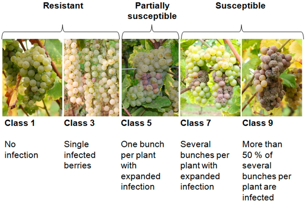 Sensors 15 12498 g005 1024