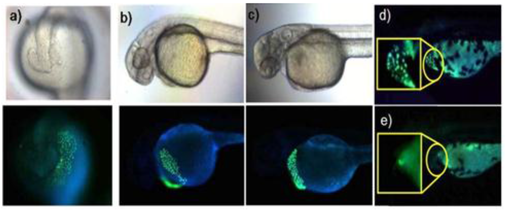 Sensors 15 24374 g017 1024