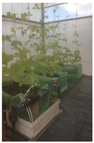 Sensors 16 01141 i016