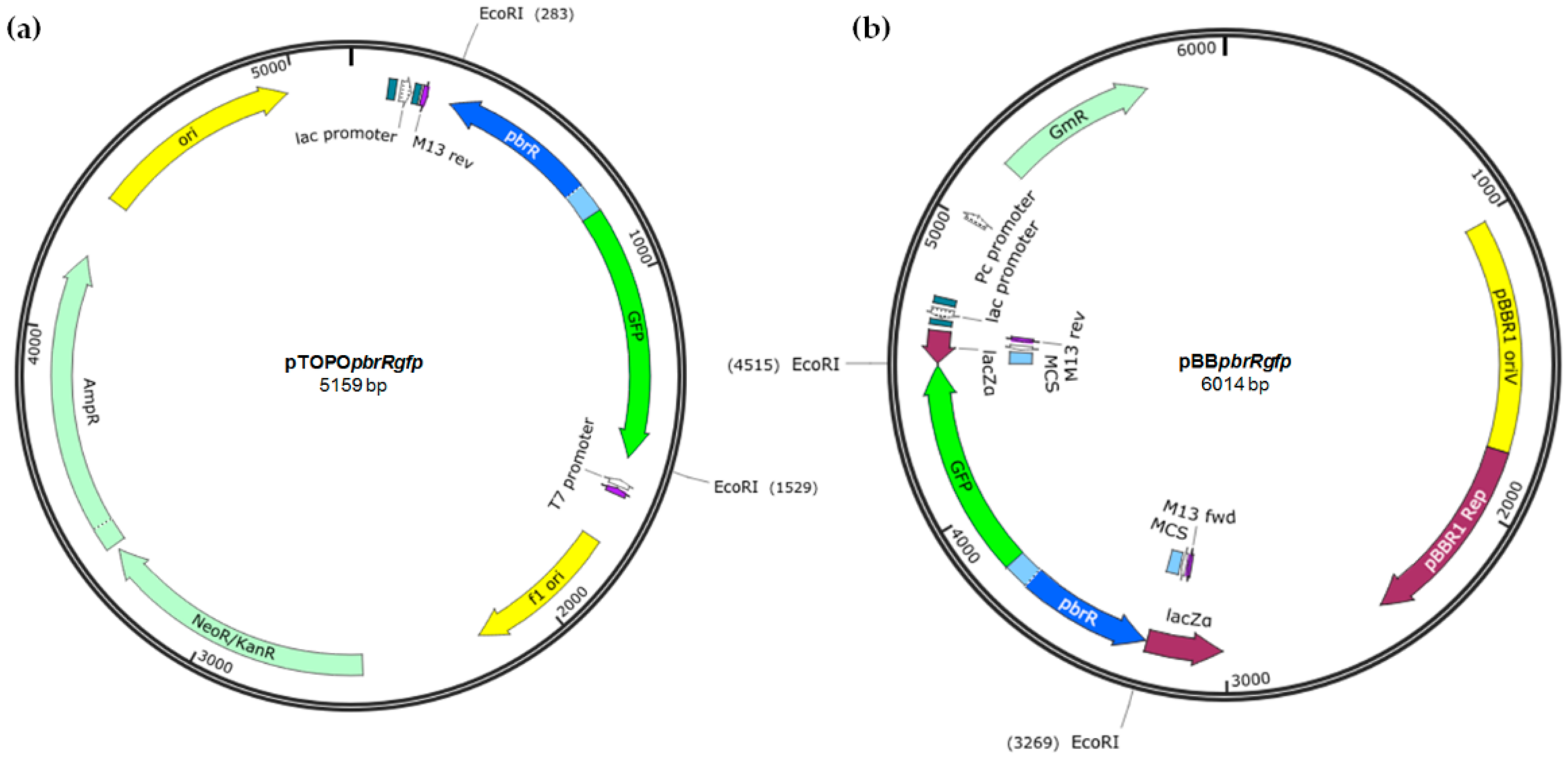 Sensors 16 02174 g001