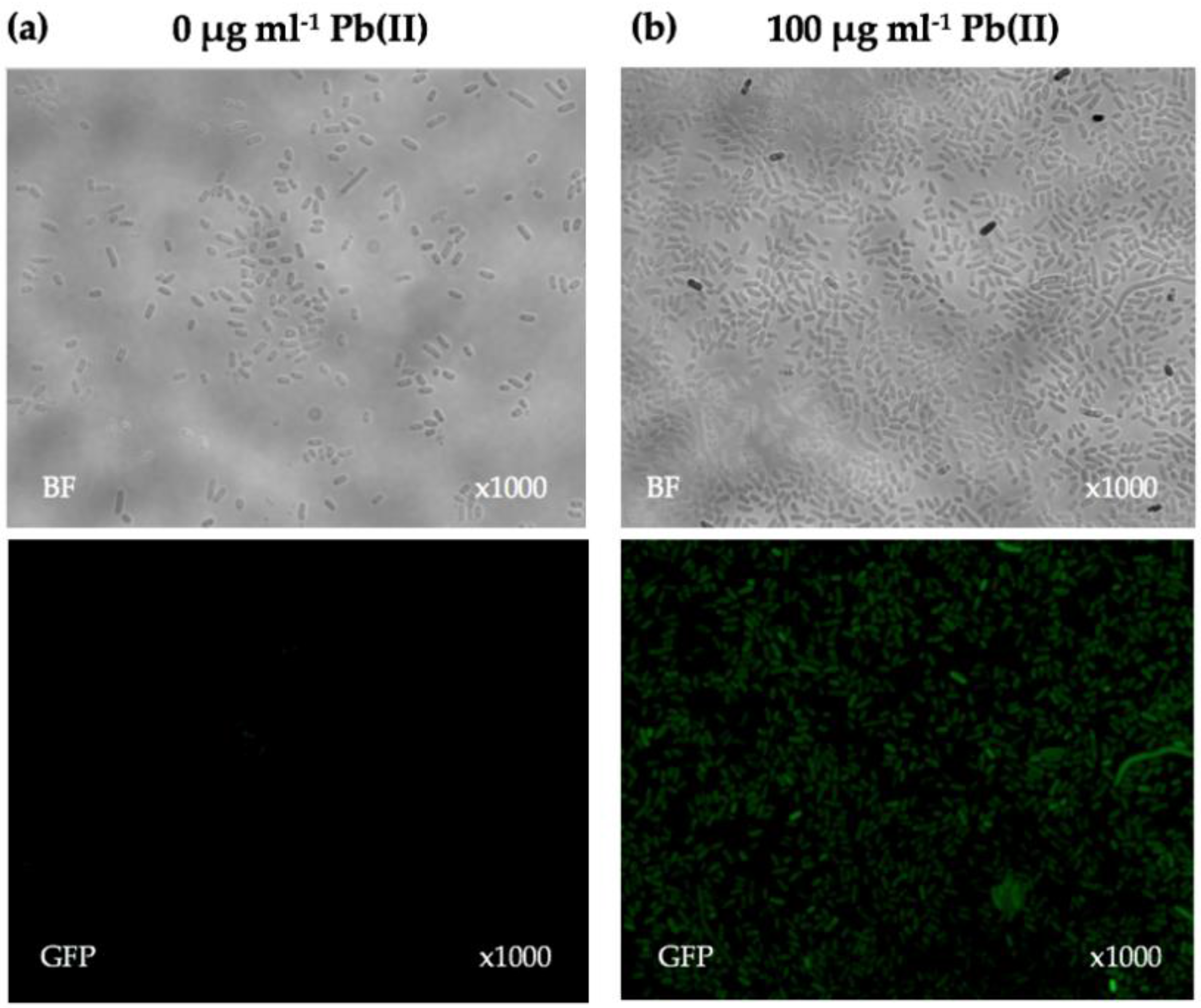 Sensors 16 02174 g002