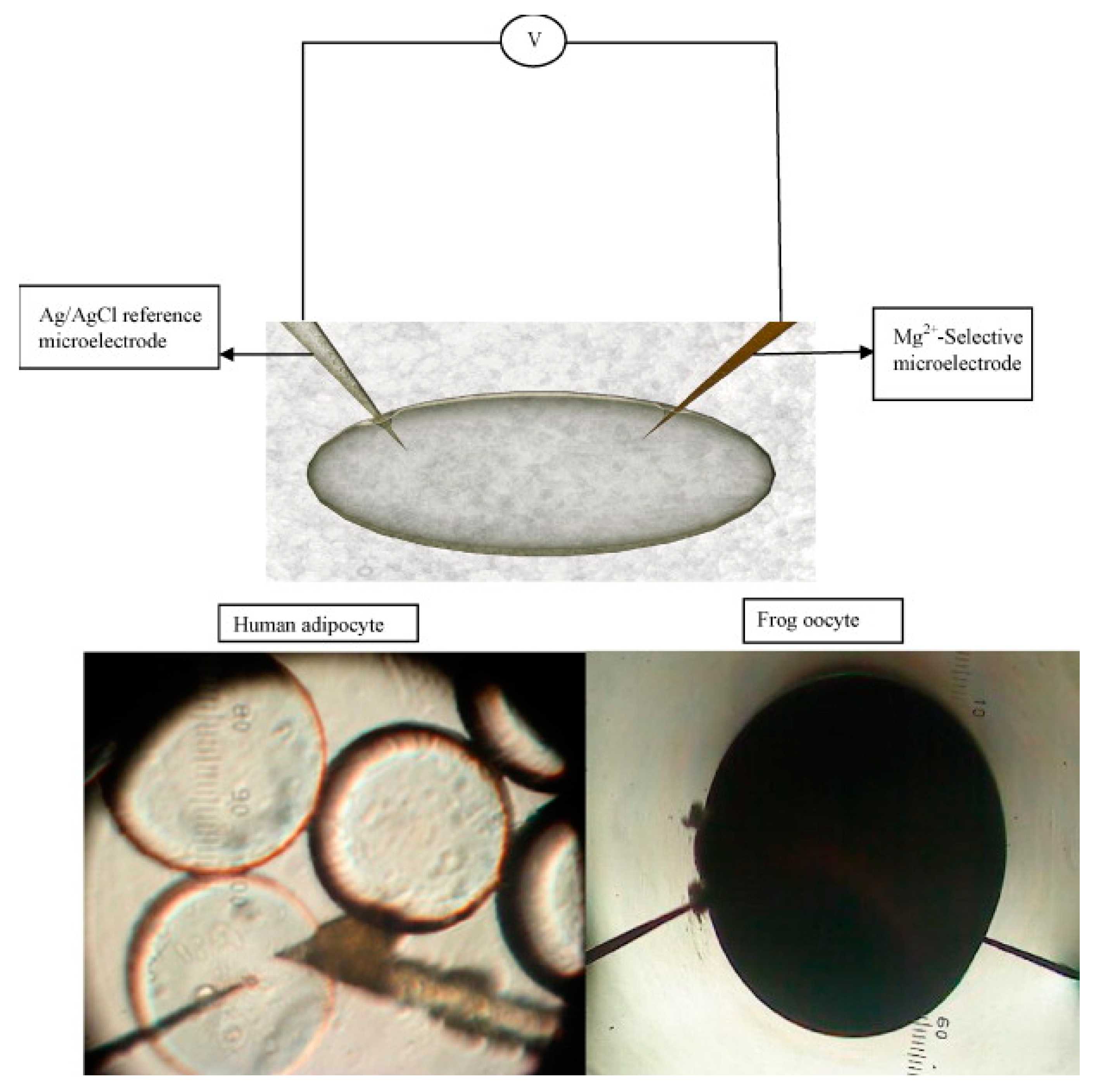 Sensors 17 01645 g009
