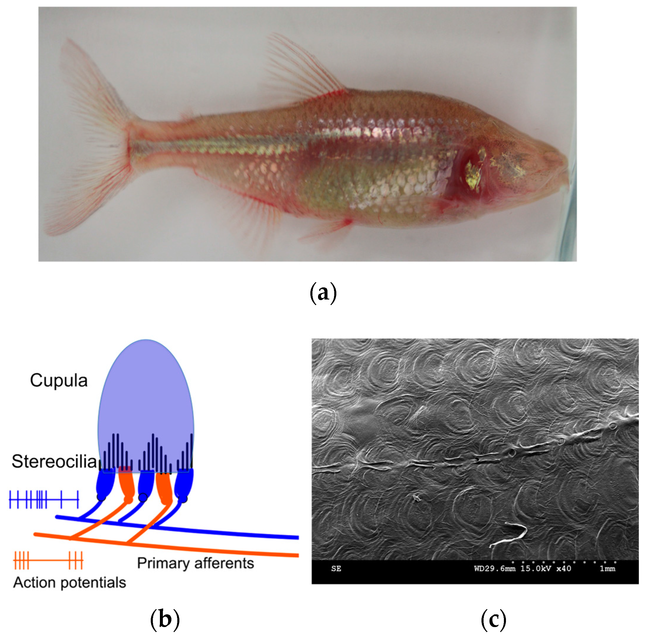 Sensors 17 01728 g001