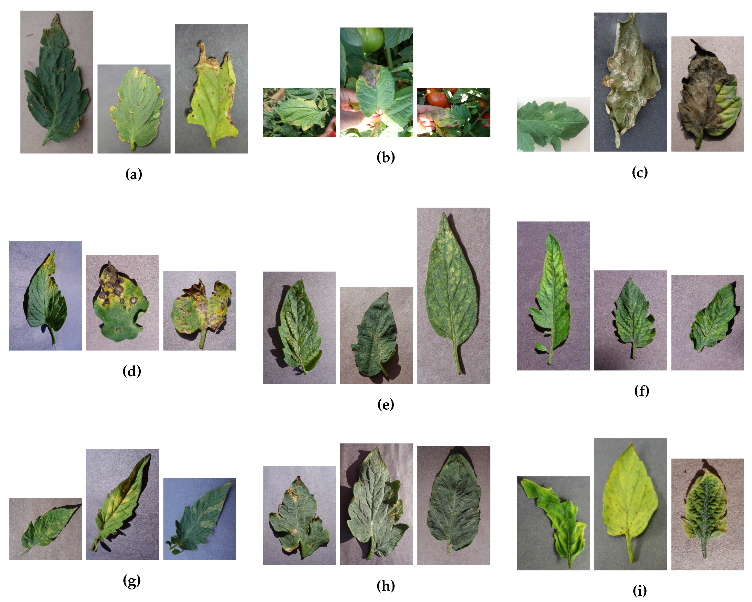 Sensors 17 02557 g006