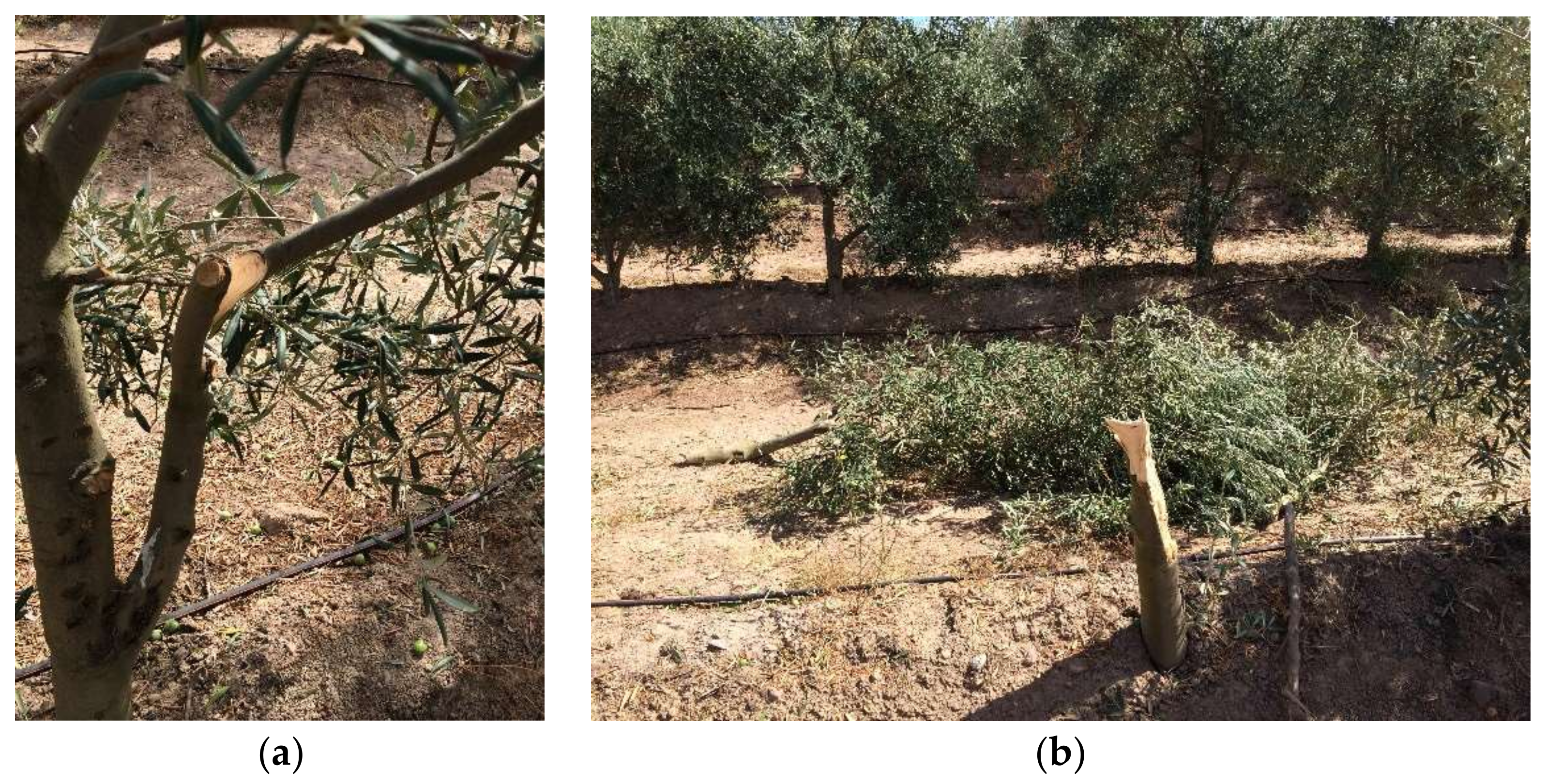 Sensors 18 01242 g006