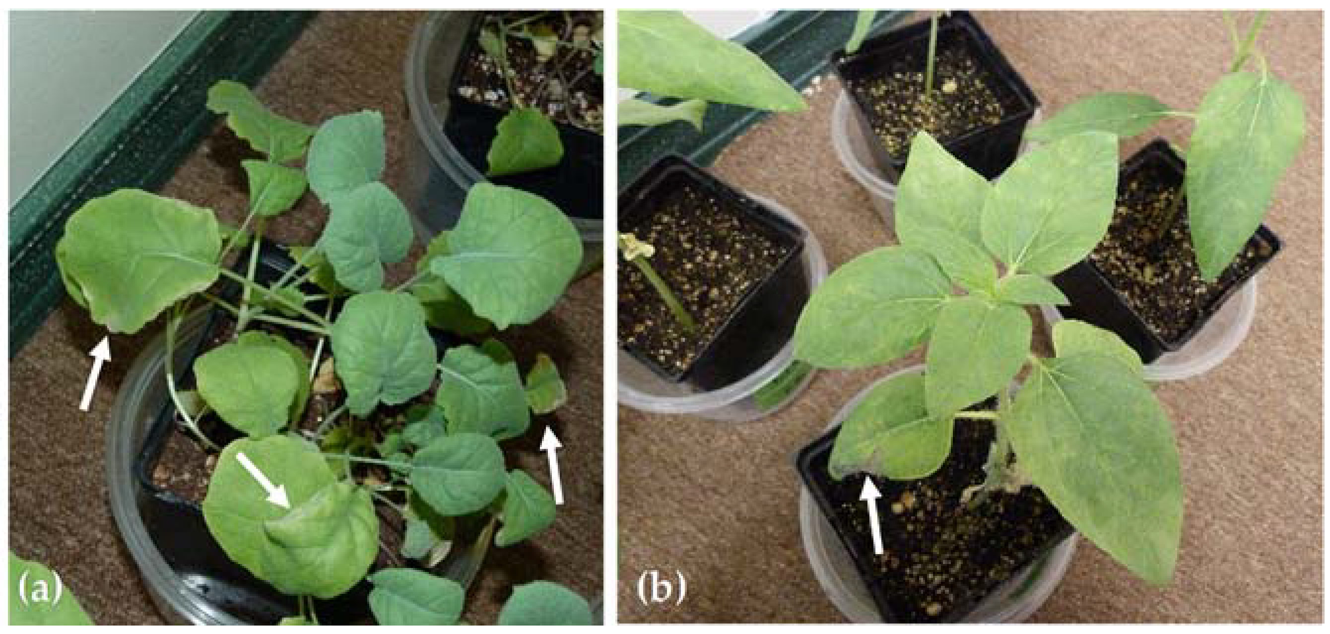Sensors 18 02750 g004