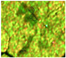 Sensors 19 01140 i007