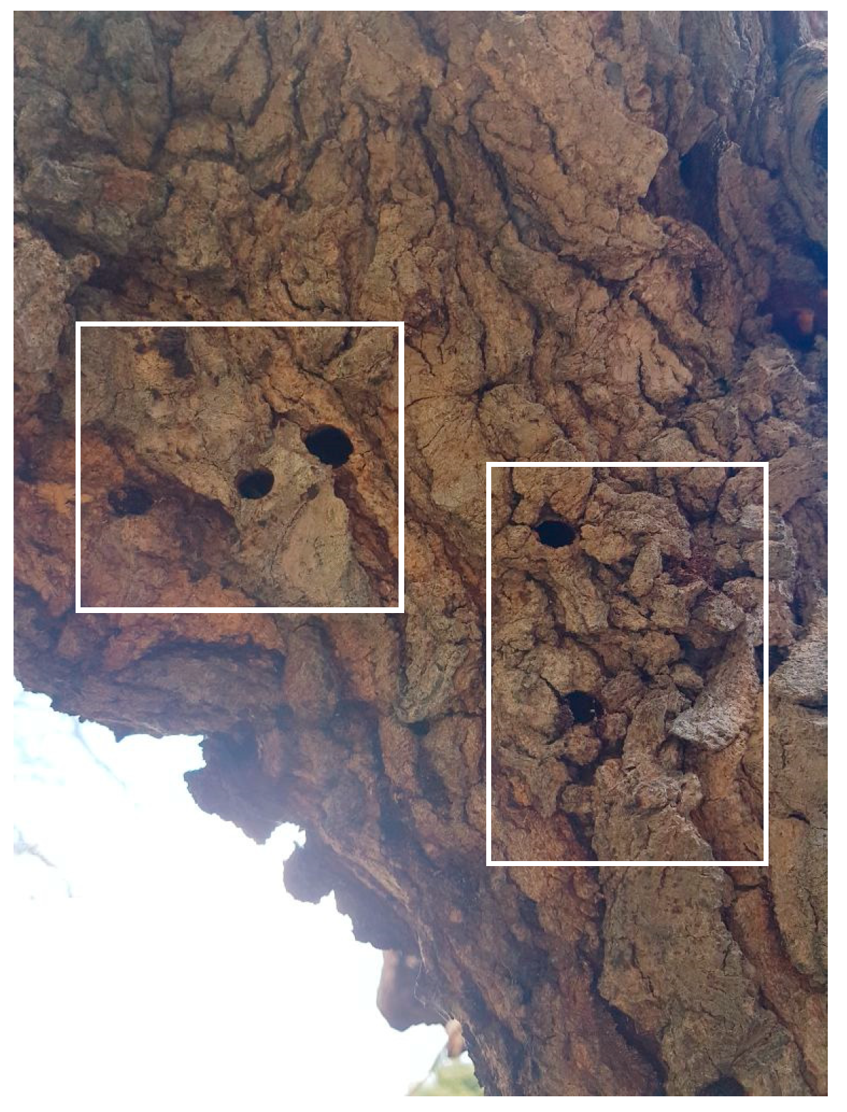 Sensors 19 01366 g006