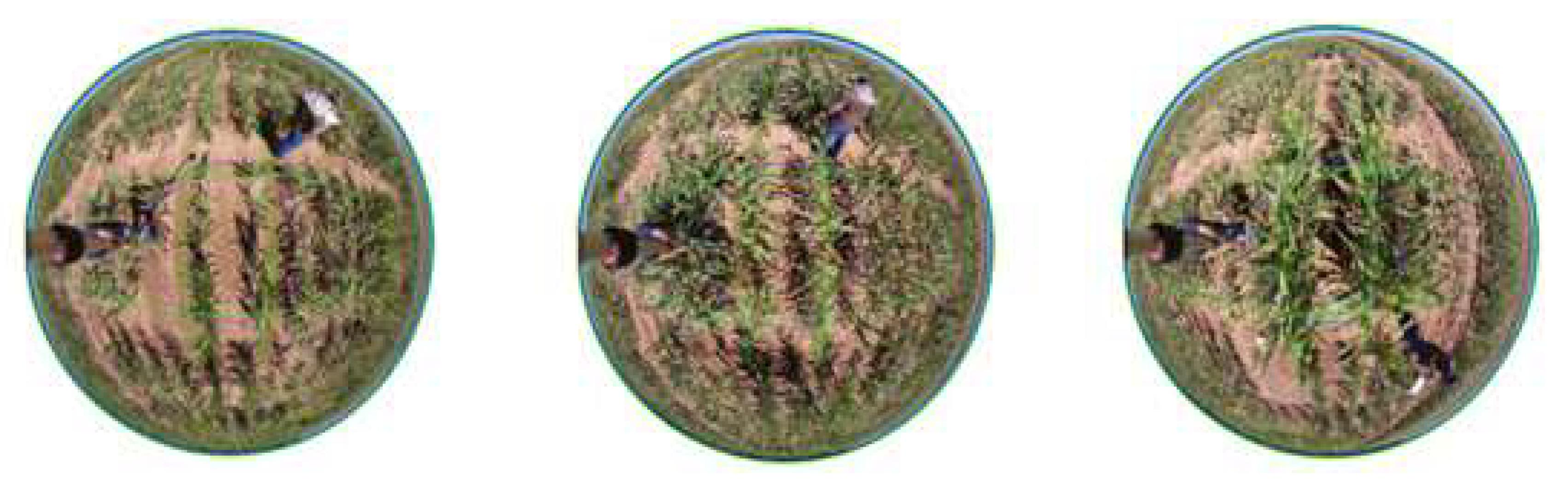 Sensors 19 05358 g005