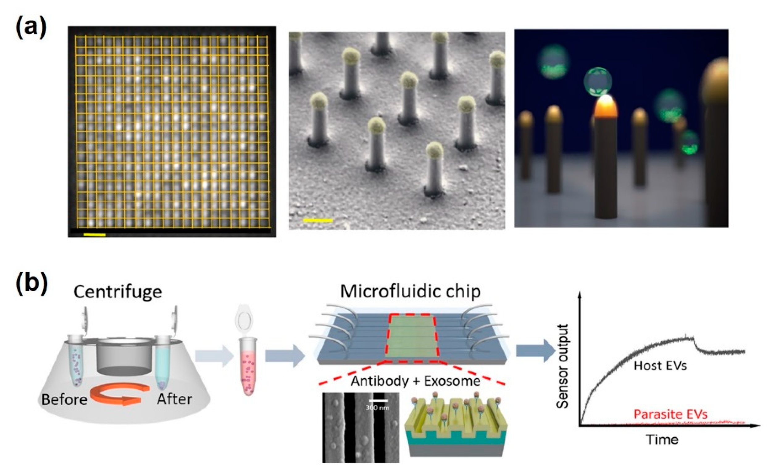 Sensors 20 01003 g008