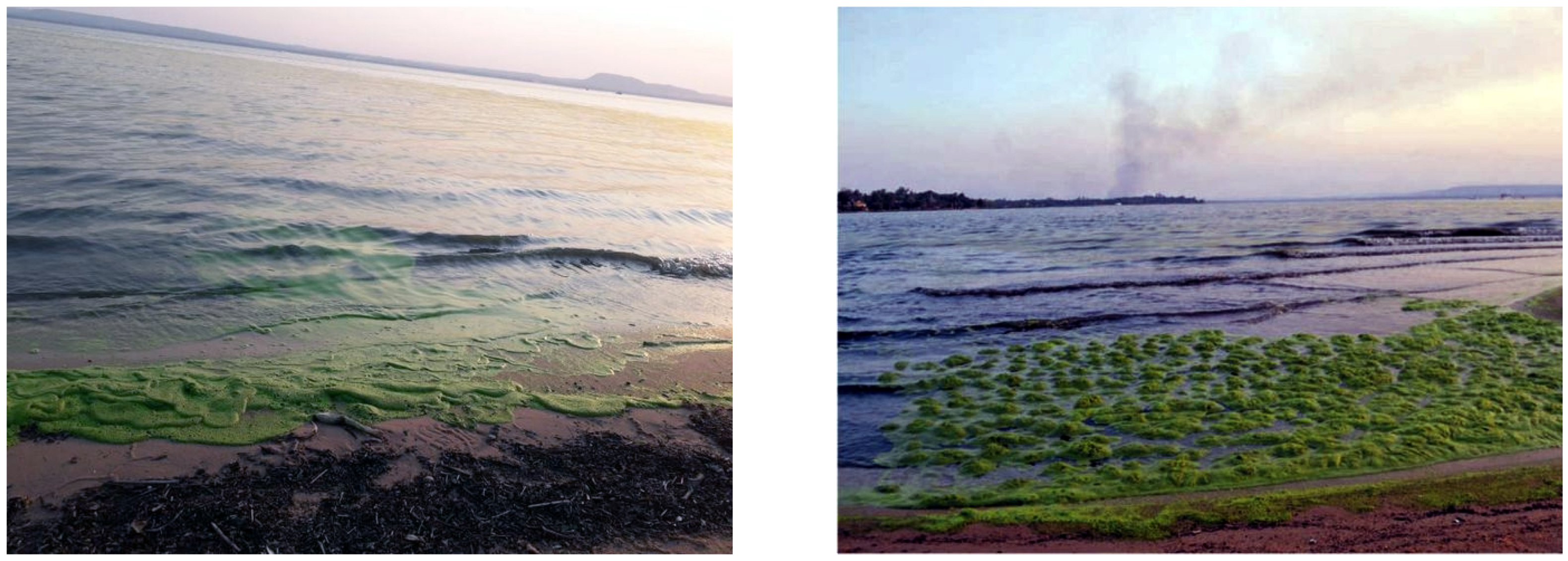 Sensors 20 01488 g002