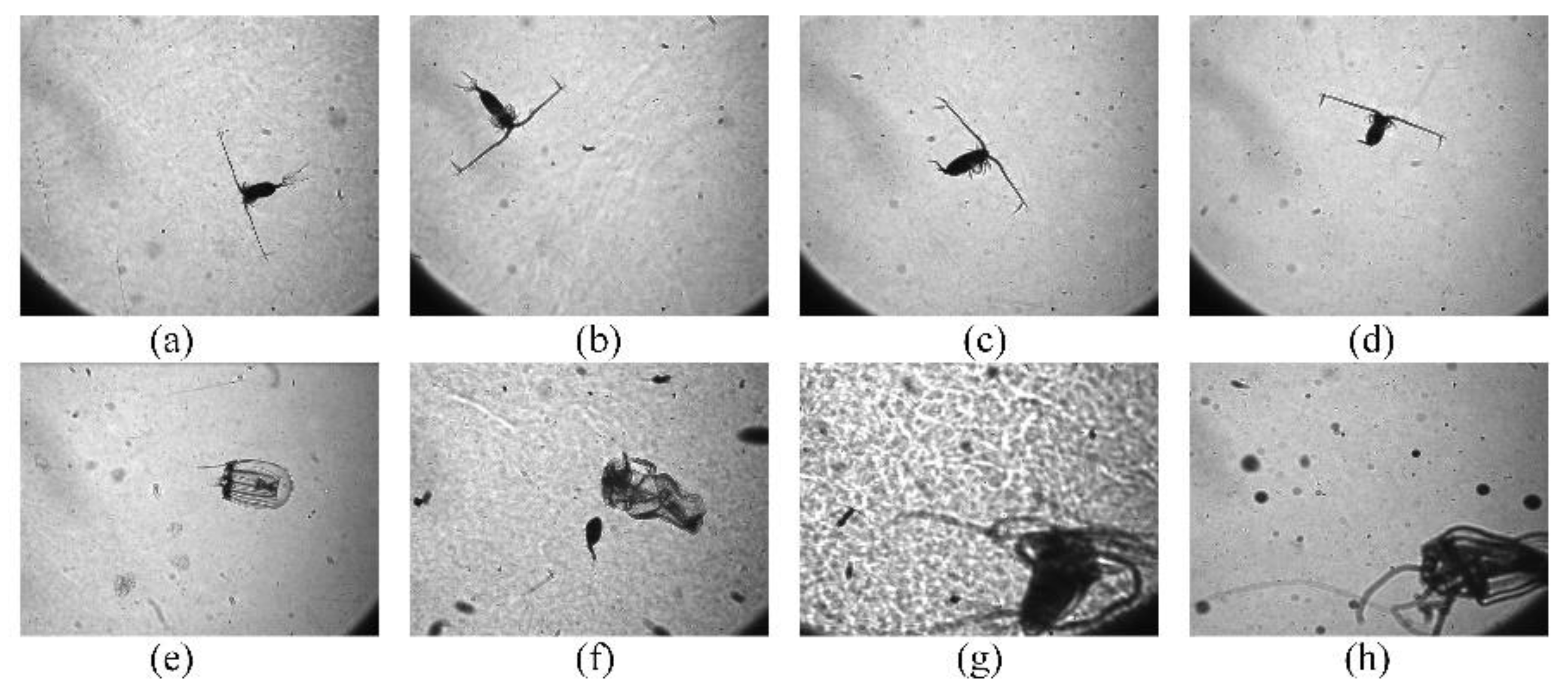 Sensors 20 02592 g001