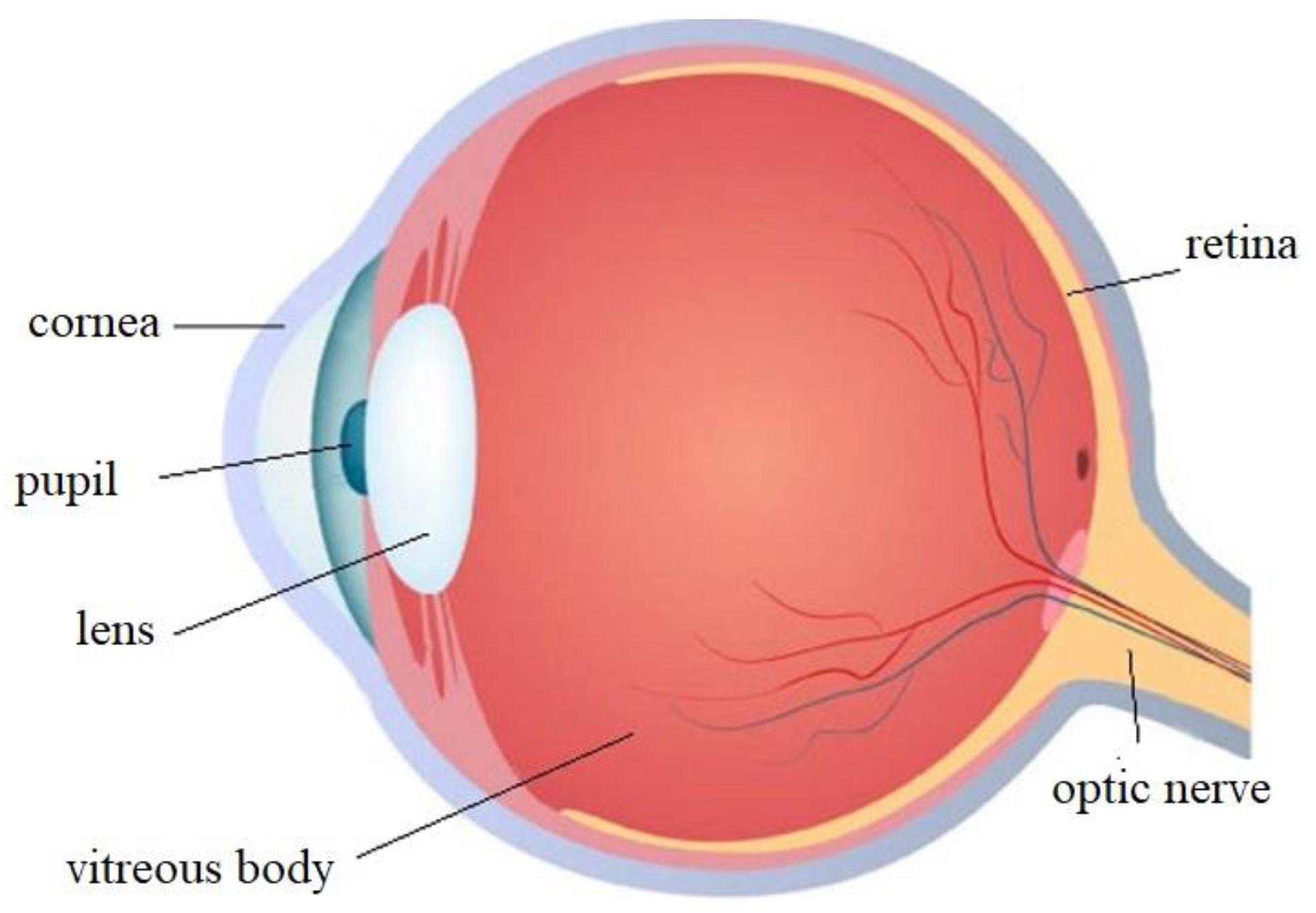 Sensors 20 02592 g003