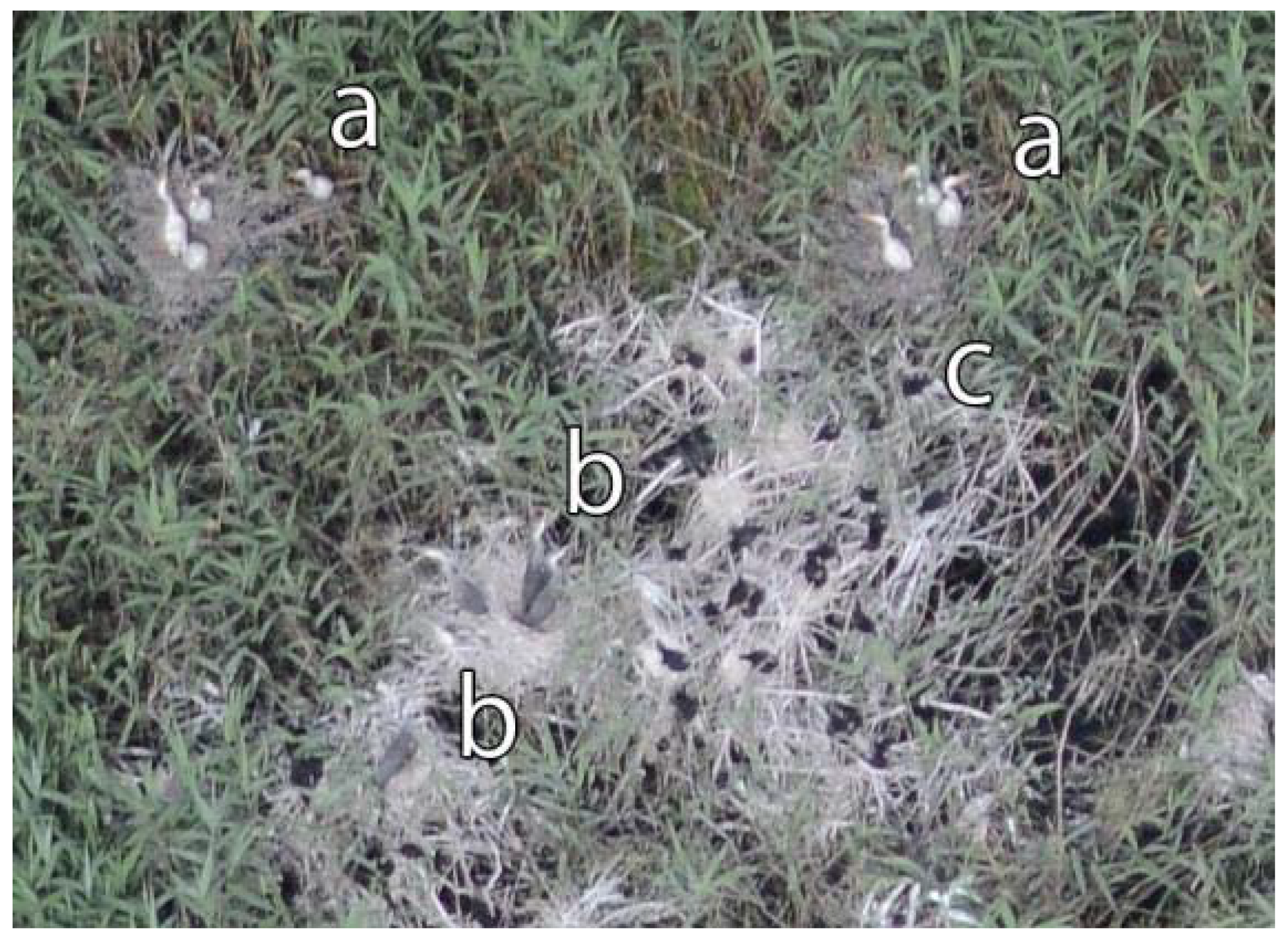 Sensors 20 02601 g013