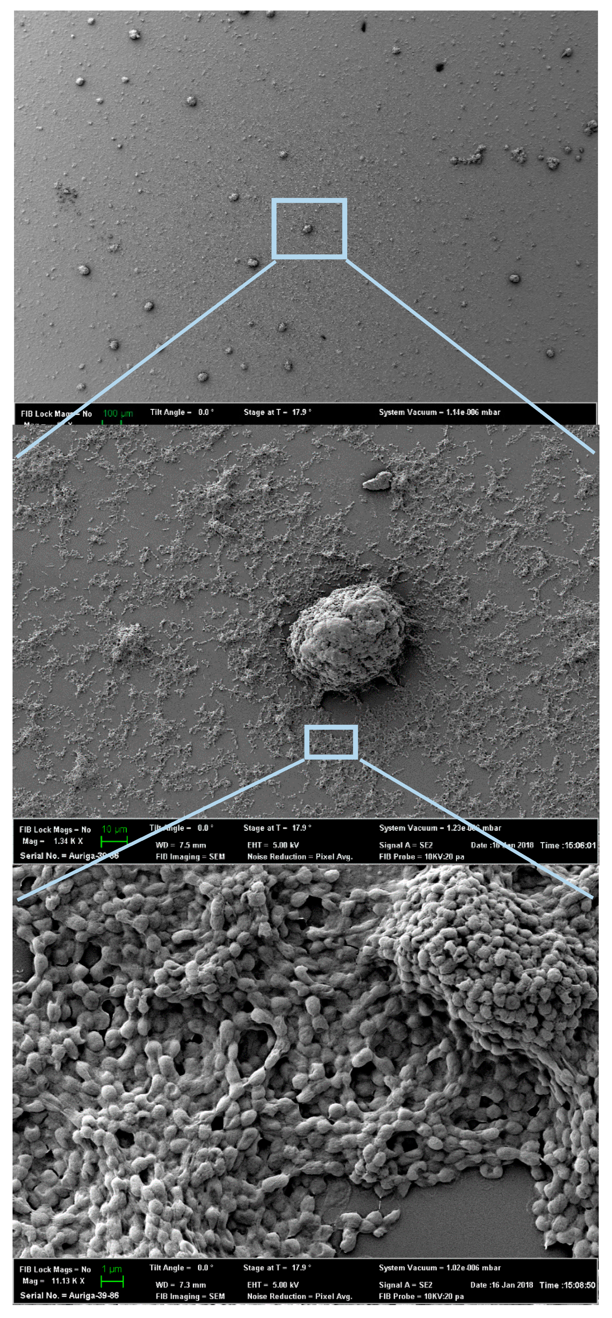 Sensors 20 03237 g004