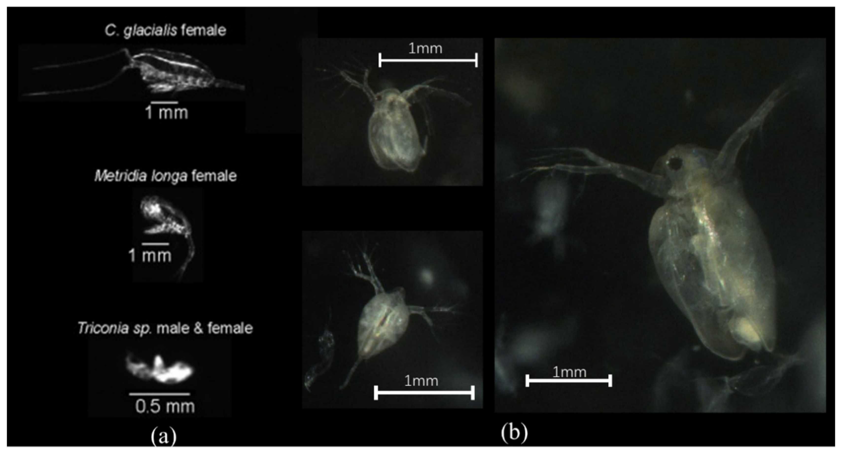 Sensors 20 03471 g014