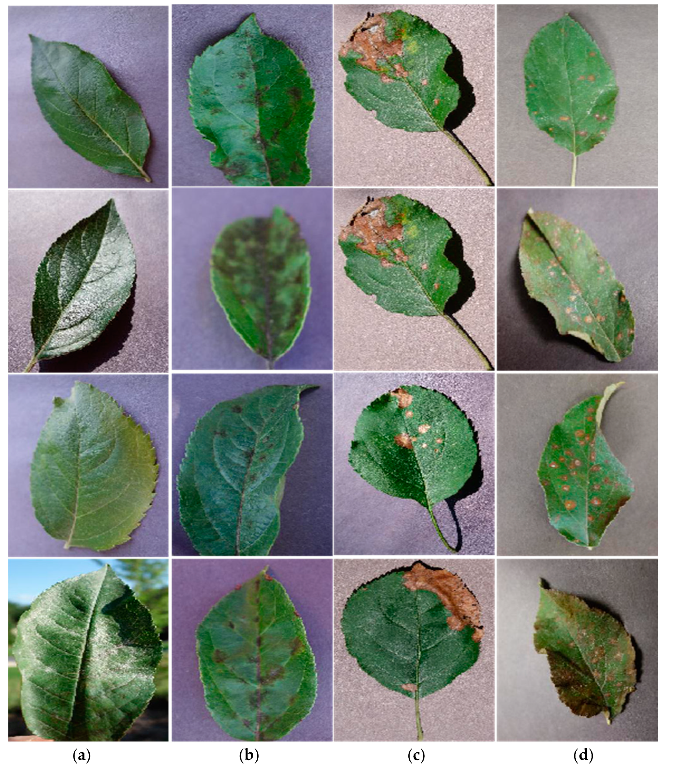 Sensors 20 03535 g001