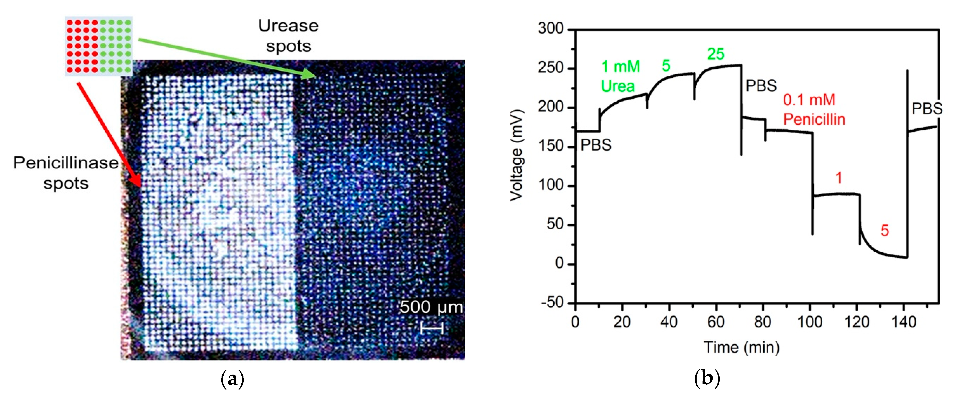 Sensors 20 04924 g005