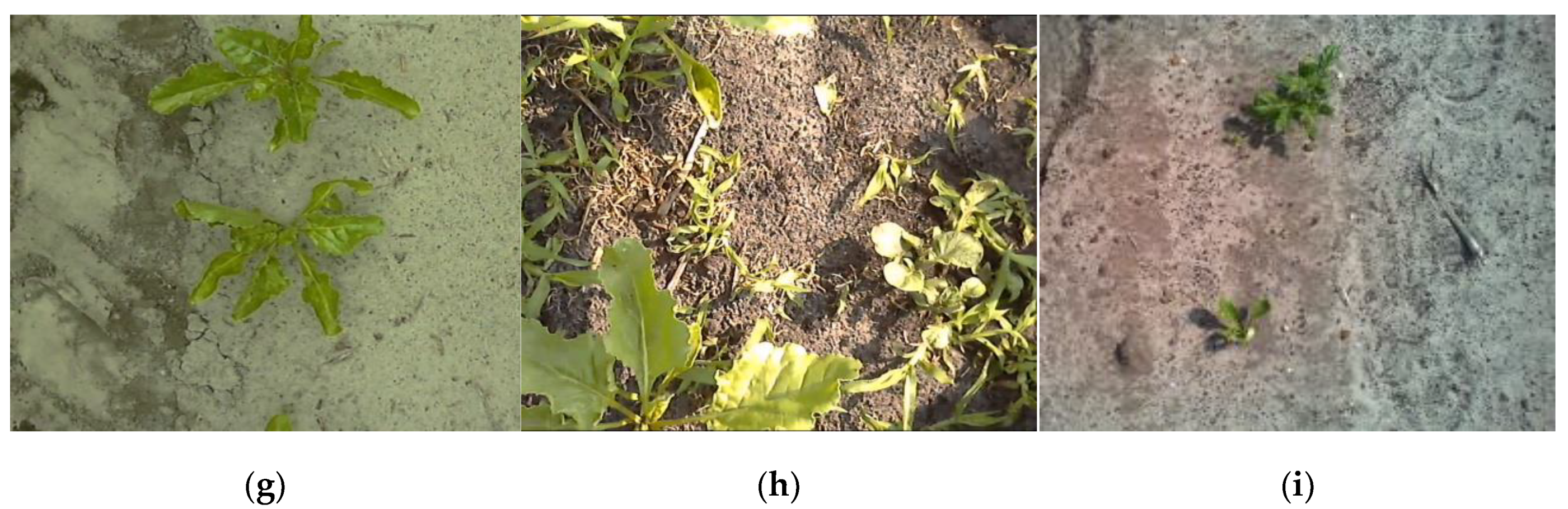 Sensors 20 07262 g004b