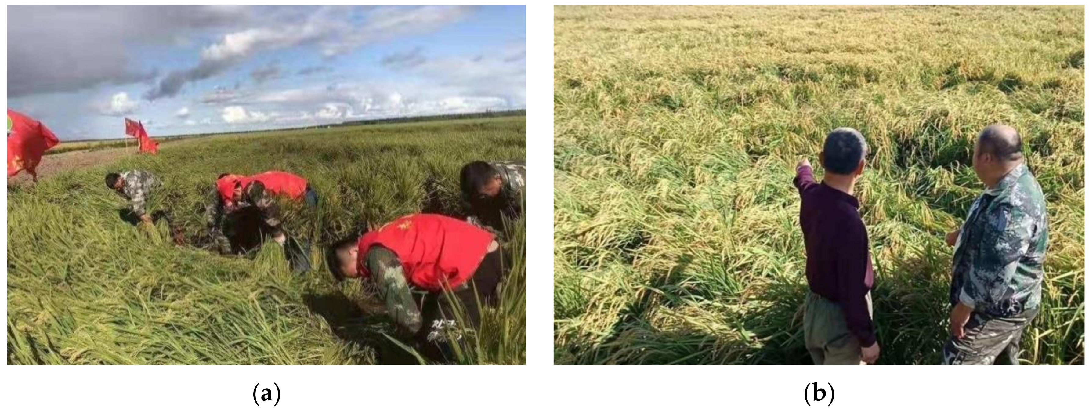 Sensors 20 07346 g002 Sensors 20 07346 g002