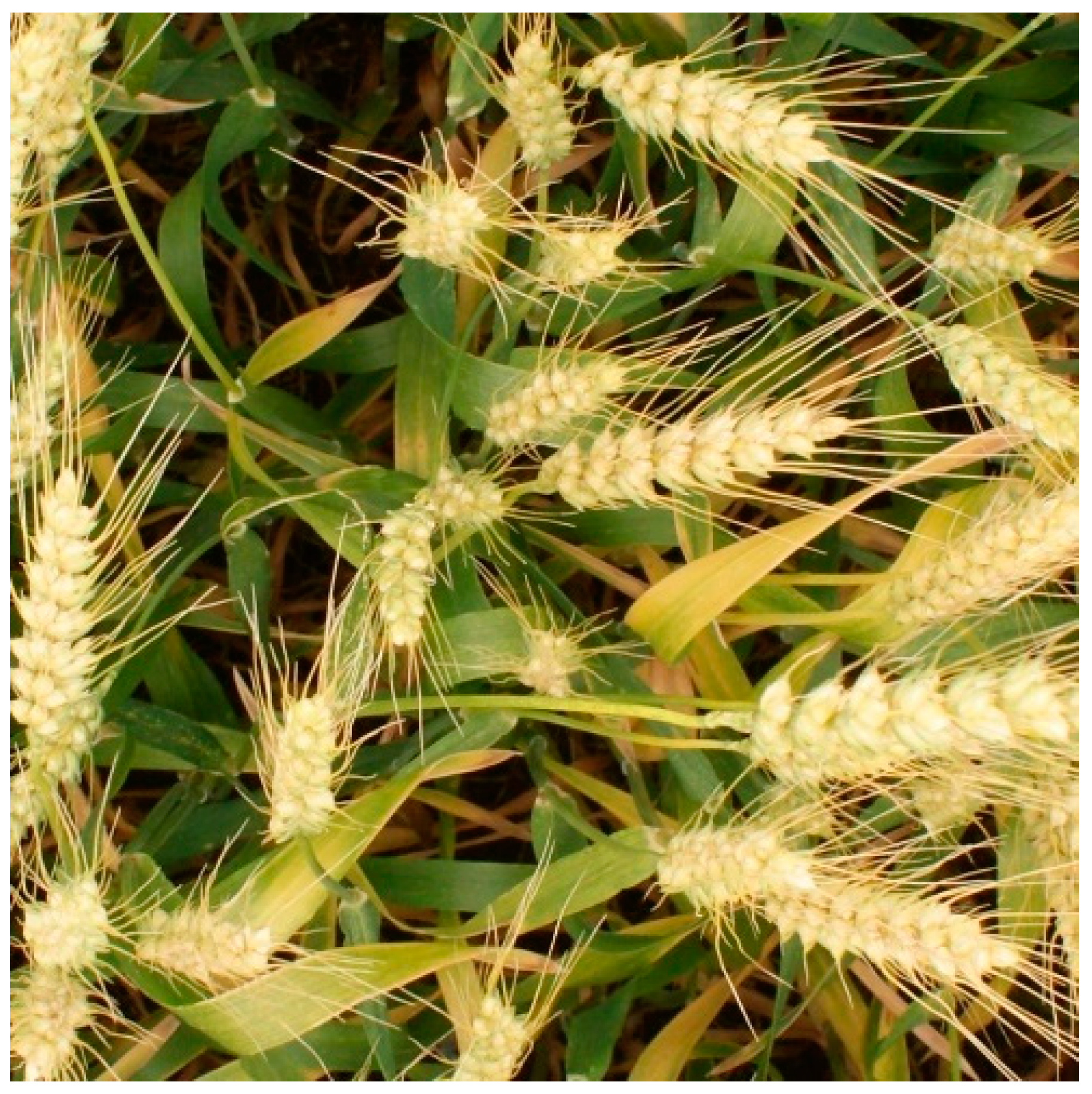 Sensors 21 00191 g001