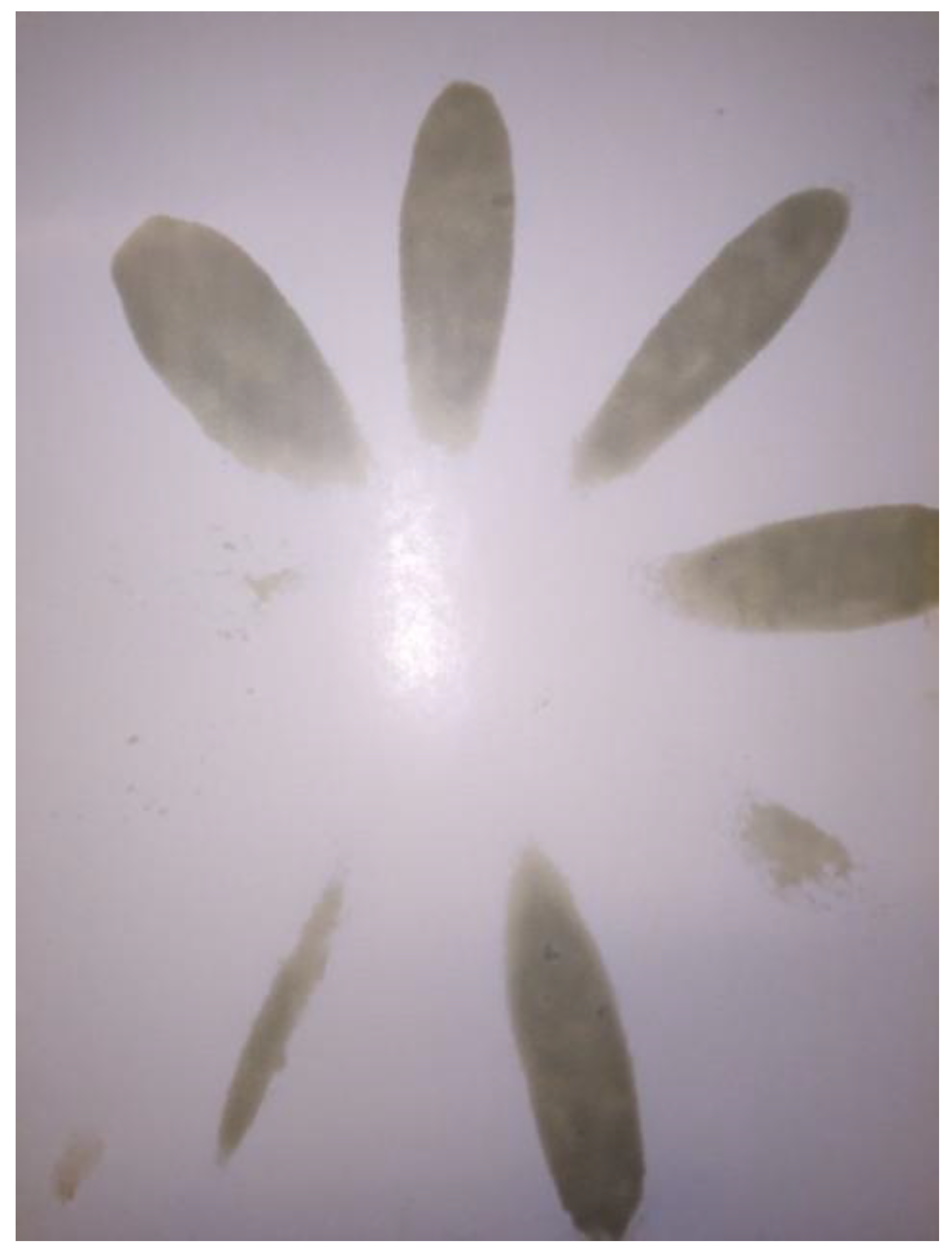 Sensors 21 00775 g004 Sensors 21 00775 g004