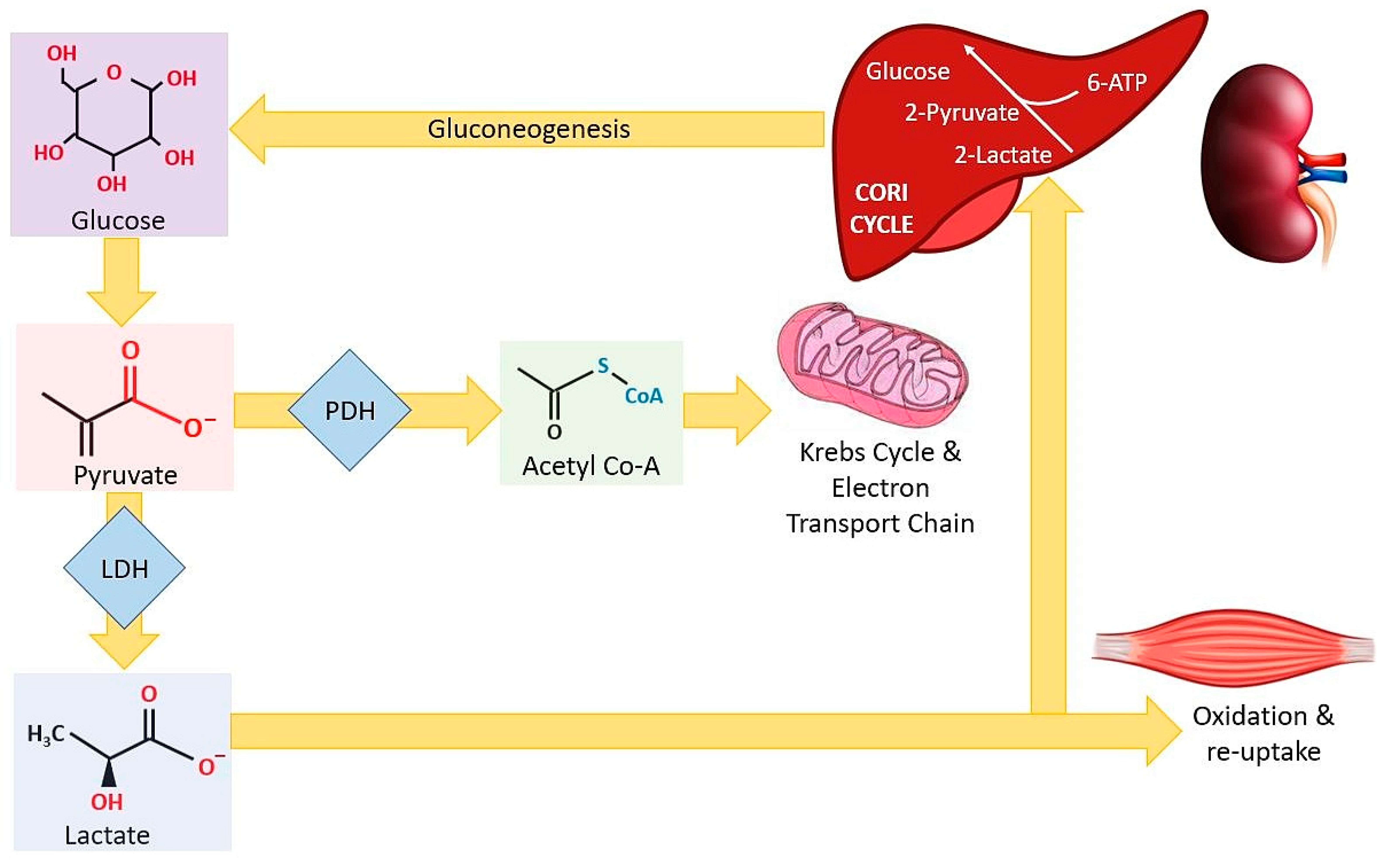 Sensors 21 00879 g001