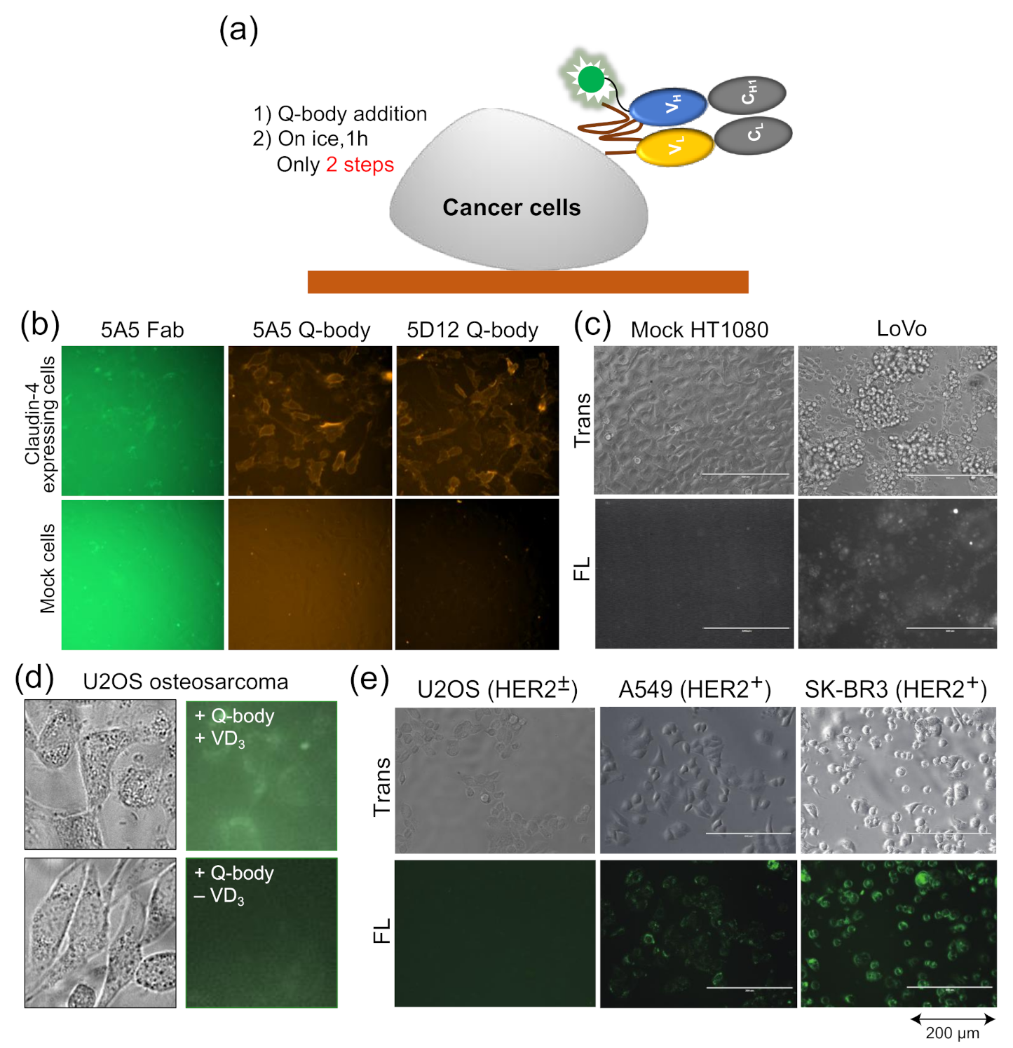 Sensors 21 01223 g004 Sensors 21 01223 g004