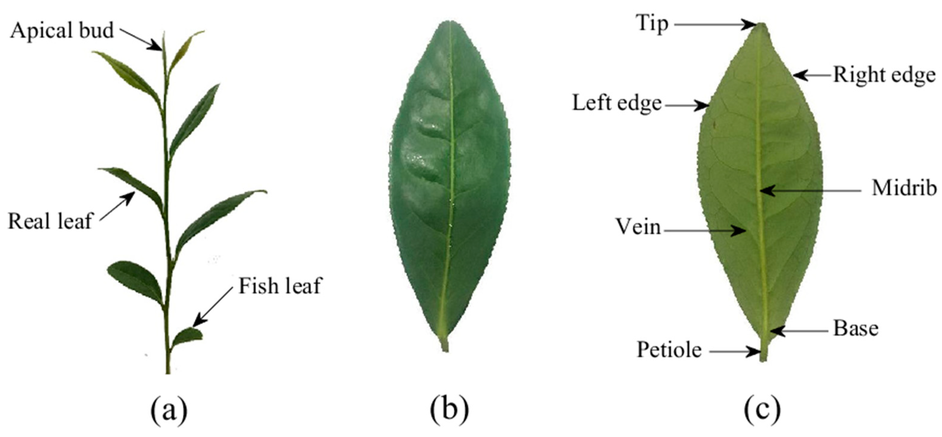 Sensors 21 01304 g002