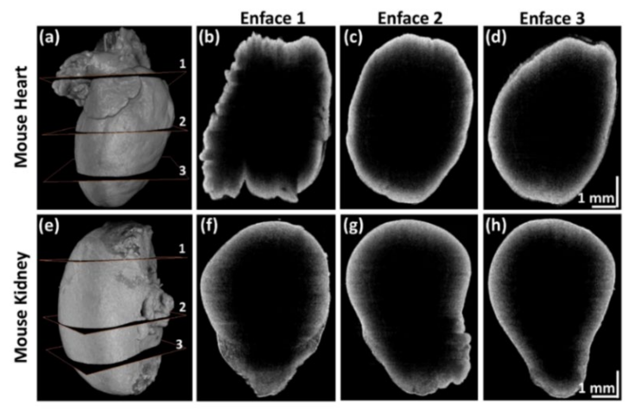 Sensors 21 01305 g008