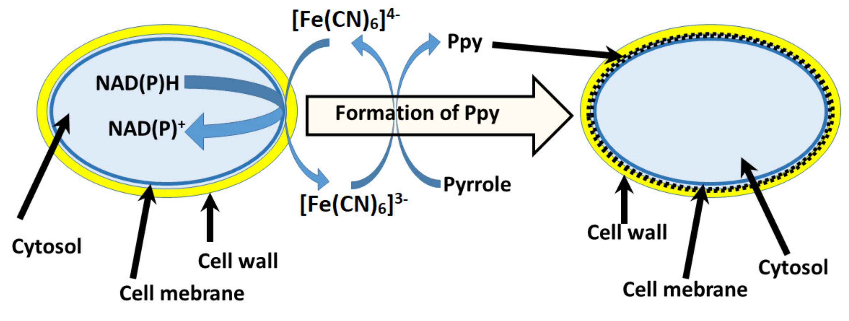 Sensors 21 02442 g005