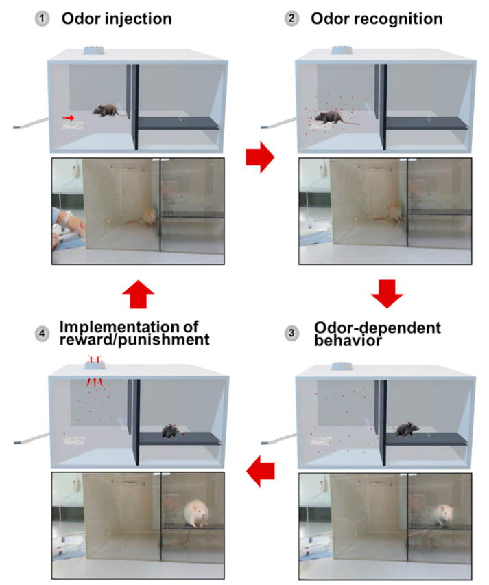 Sensors 21 02967 g003